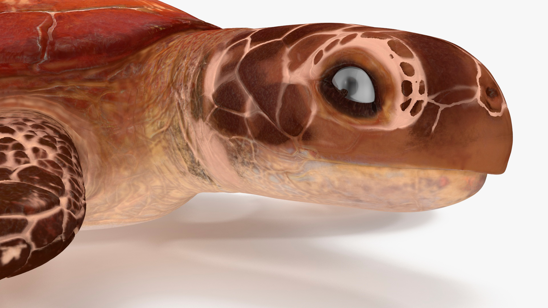 3D Sea Turtle Brown