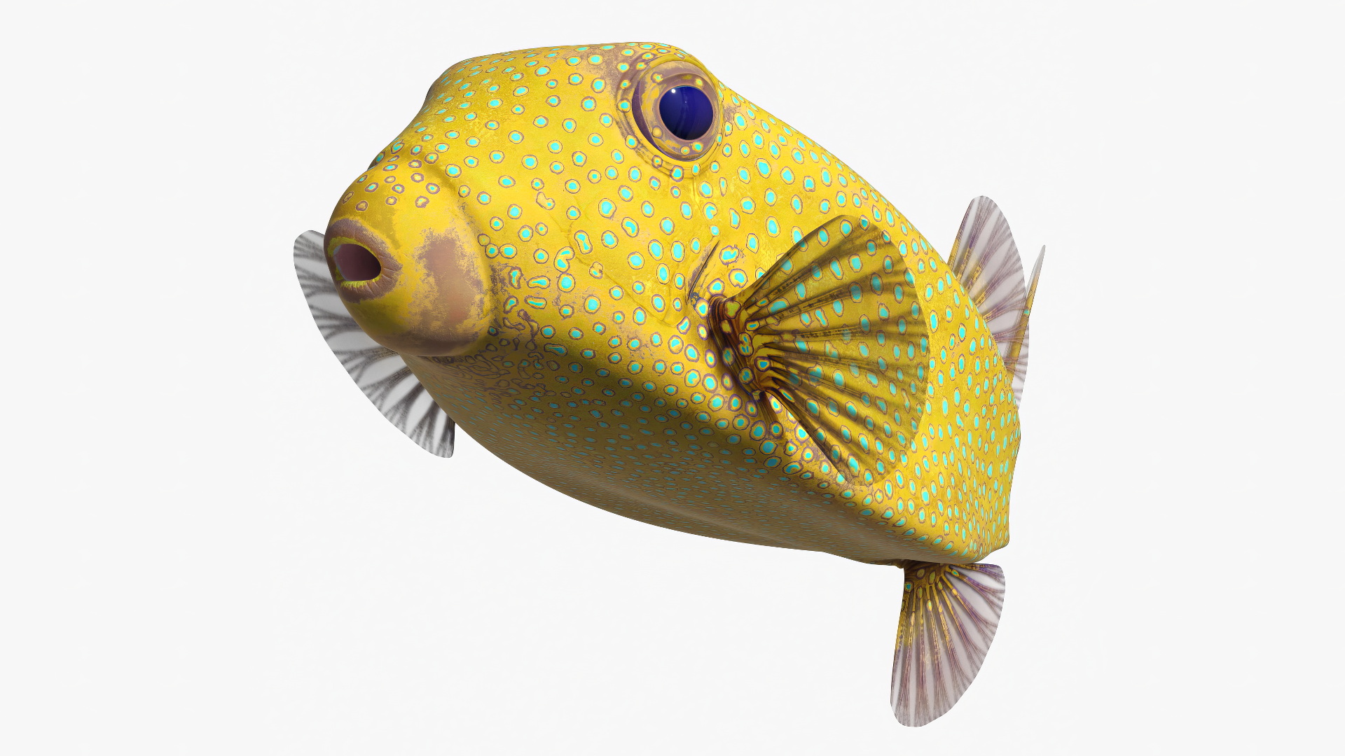 3D Yellow Spotted Boxfish Rigged for Maya model