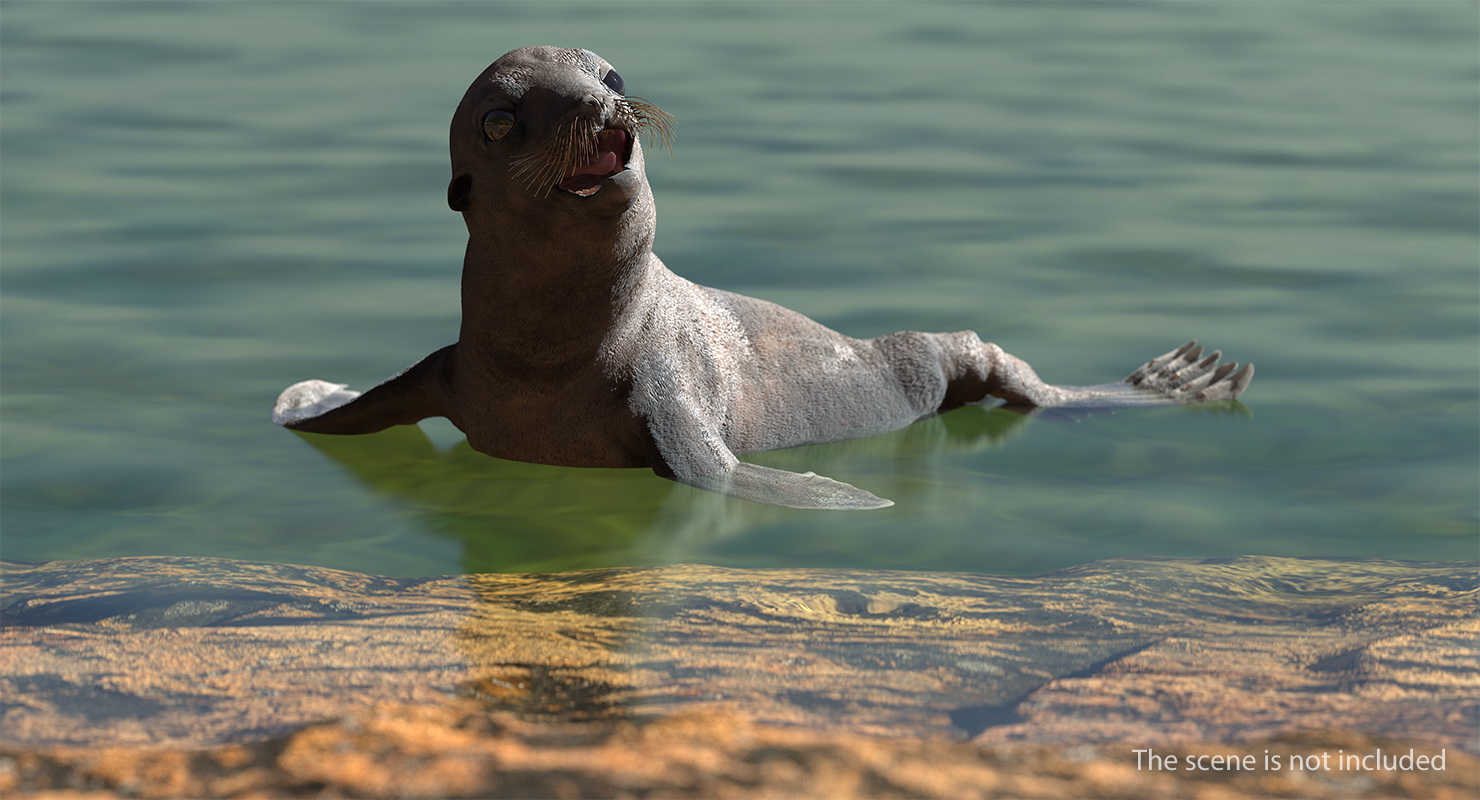 Sea Lion Wet Rigged 3D model