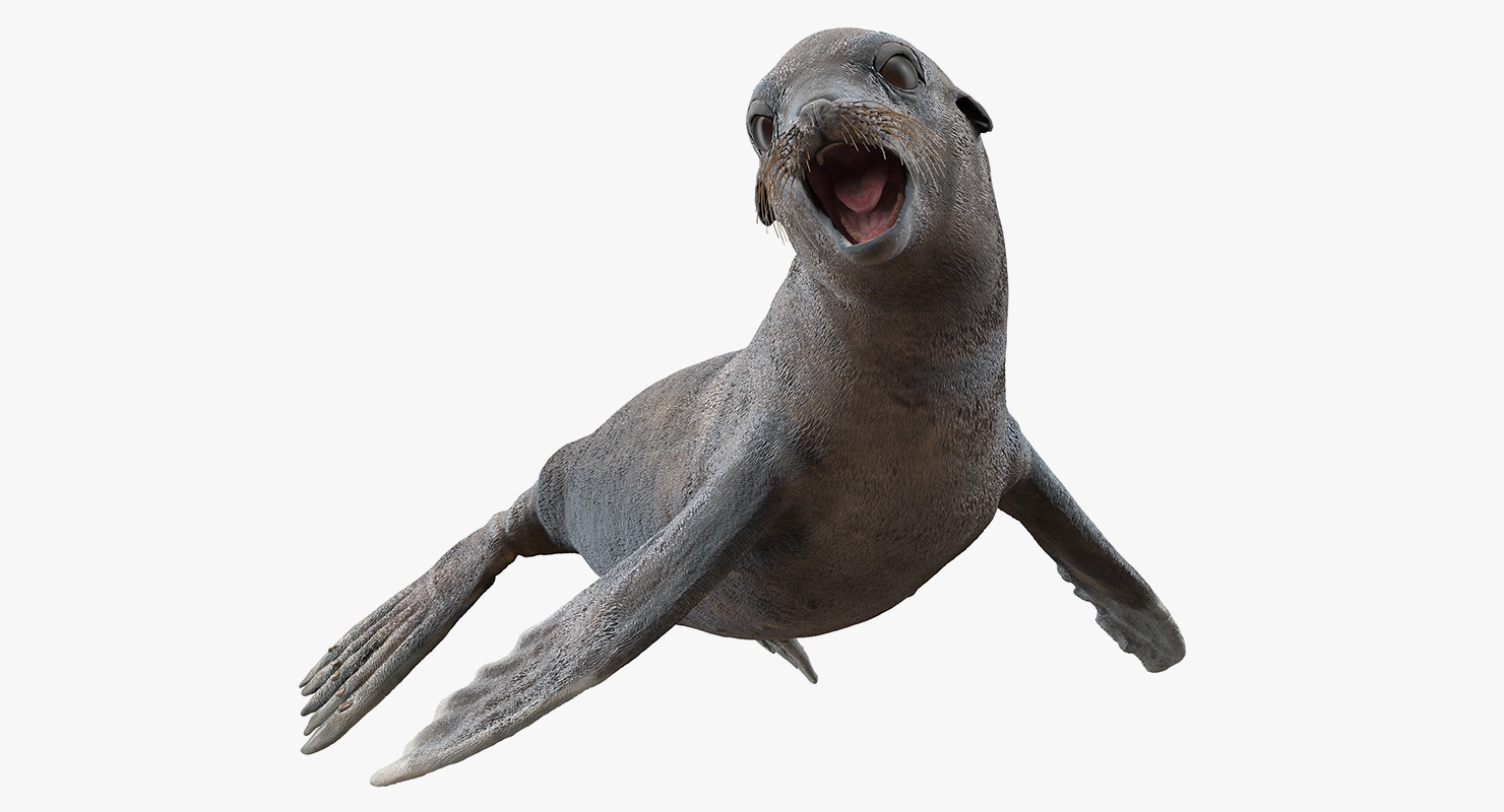 Sea Lion Wet Rigged 3D model