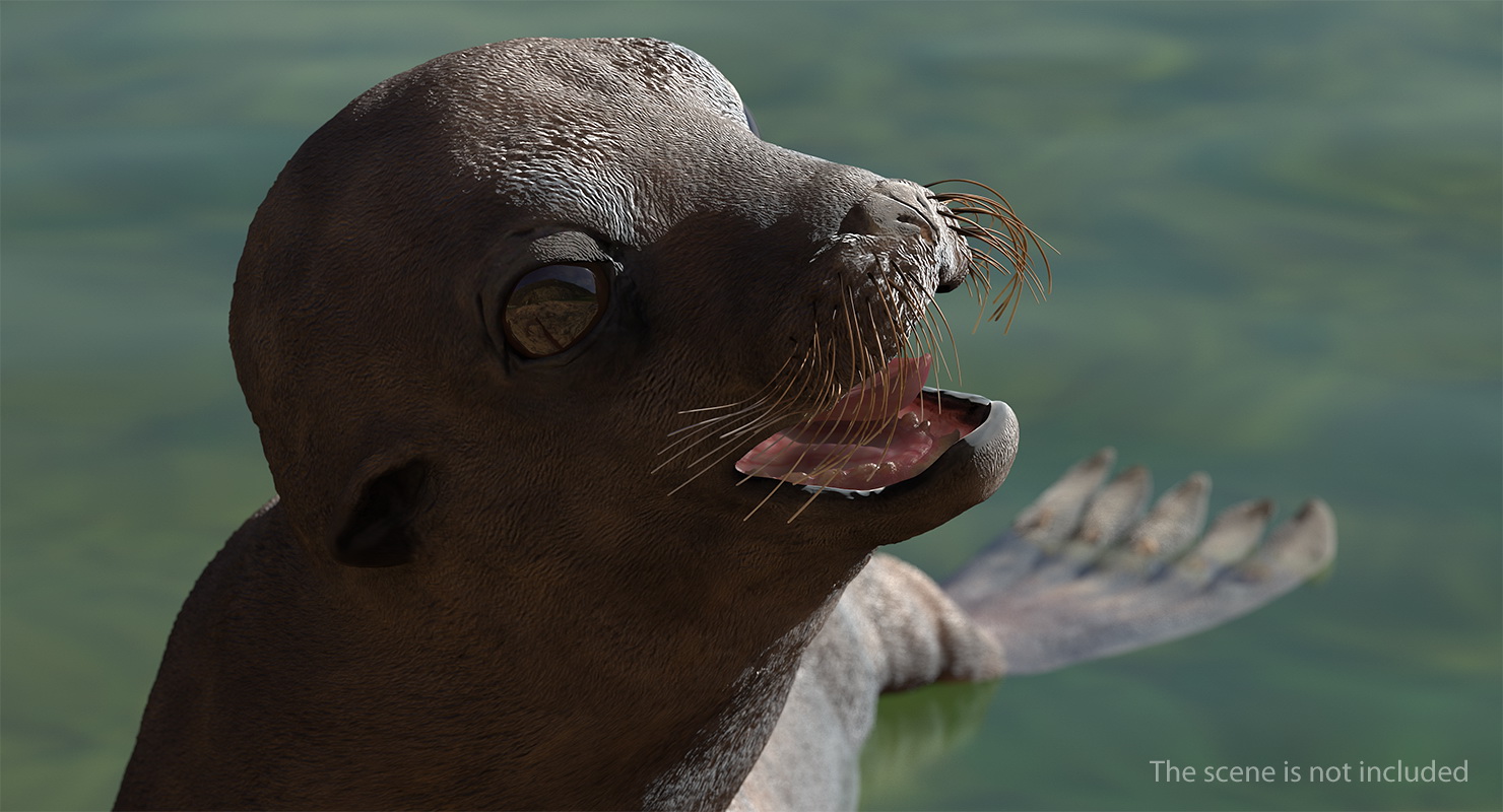 Sea Lion Wet Rigged 3D model