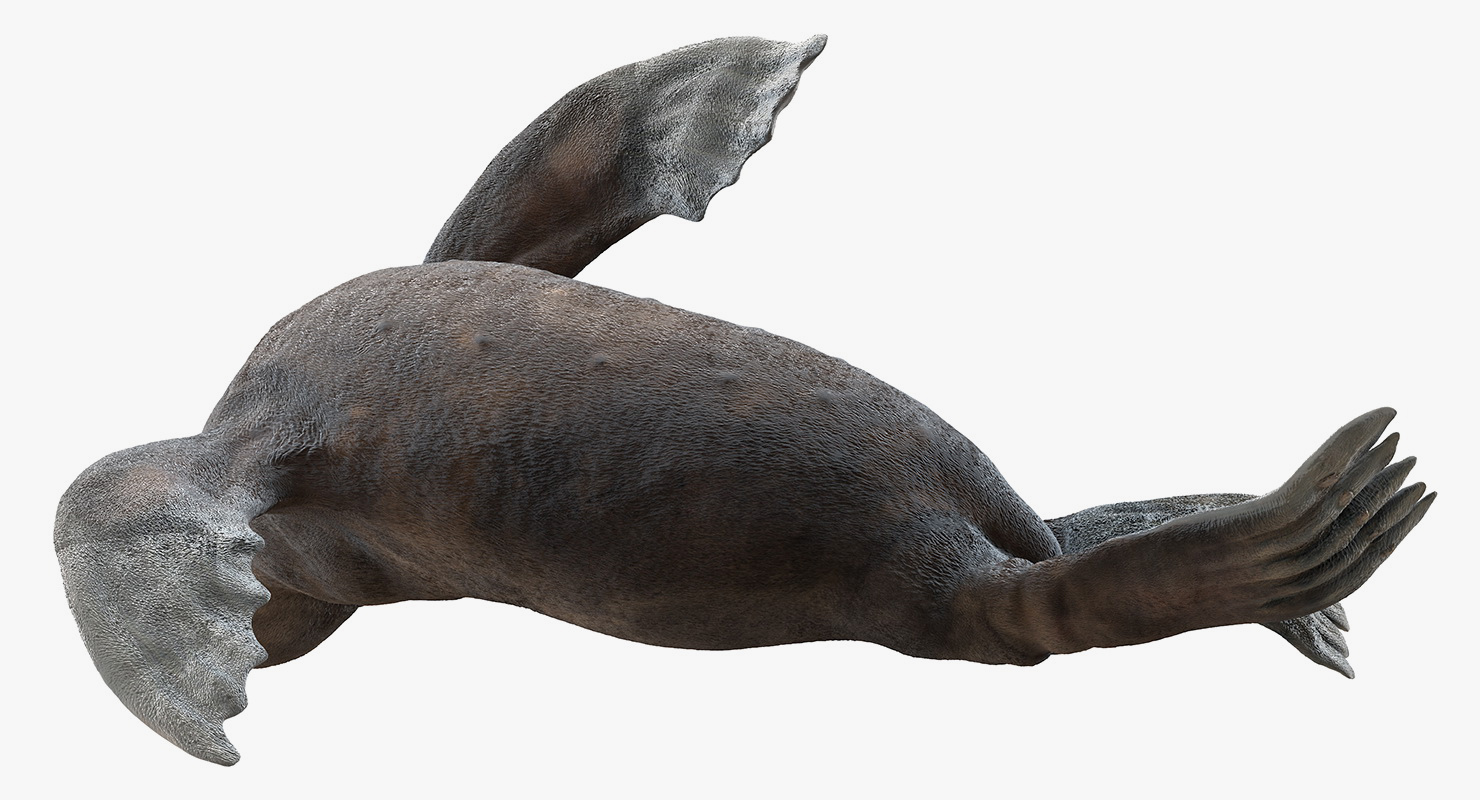 Sea Lion Wet Rigged 3D model