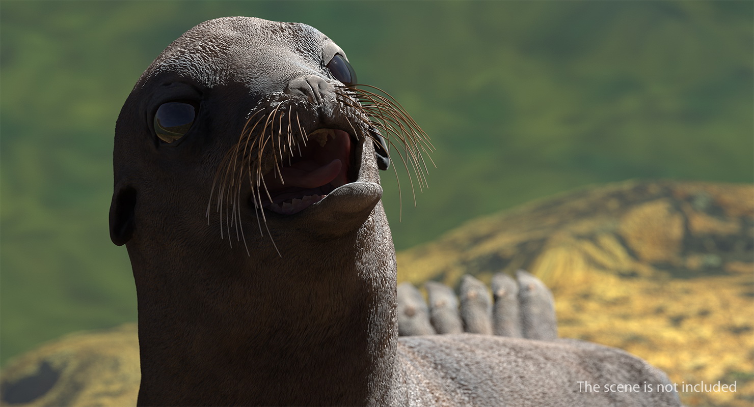 Sea Lion Wet Rigged 3D model