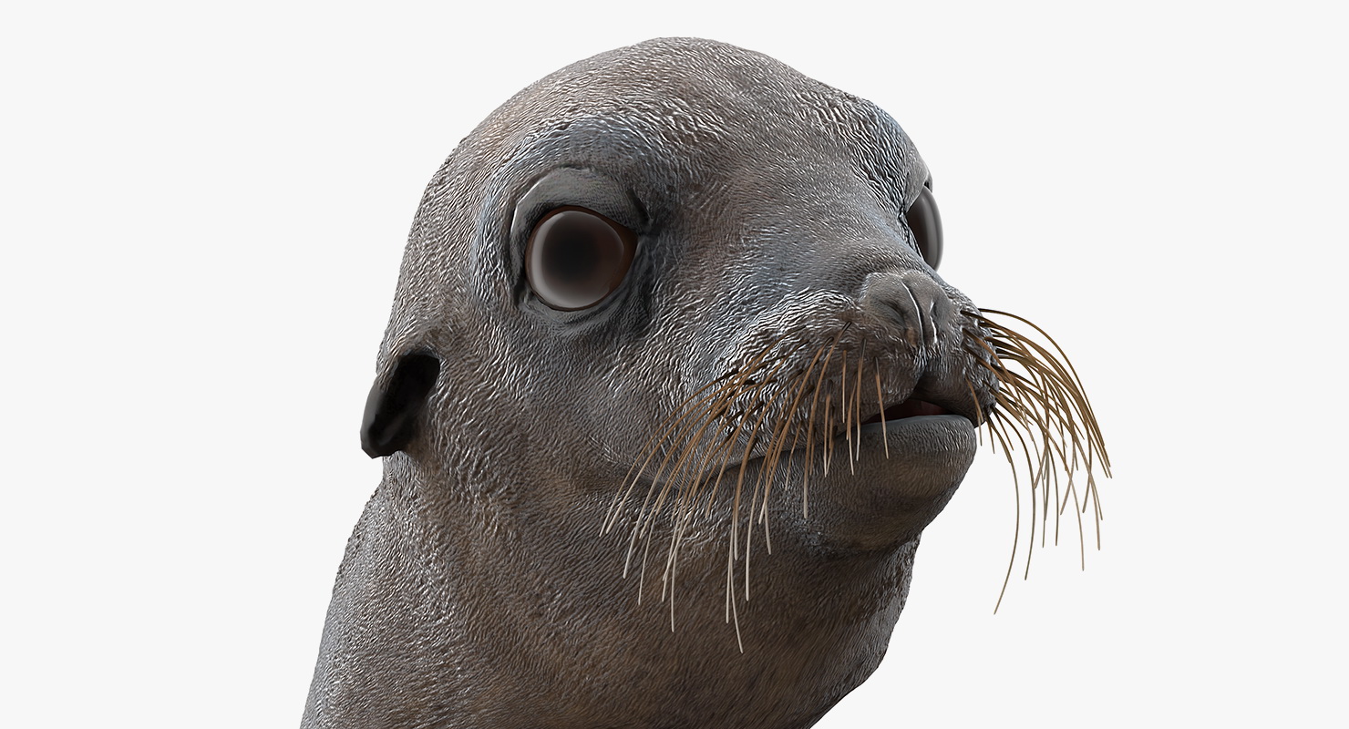 Sea Lion Wet Rigged 3D model