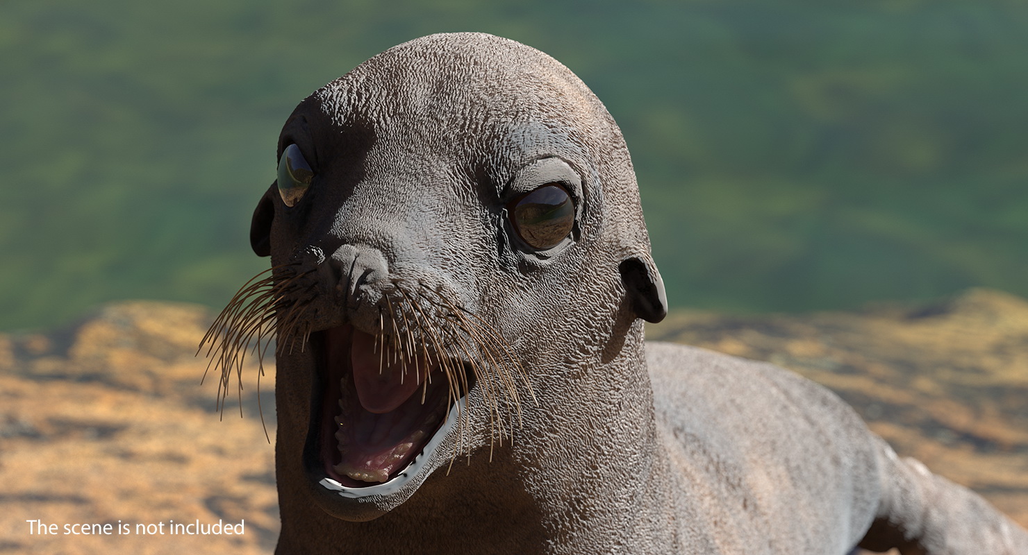 Sea Lion Wet Rigged 3D model