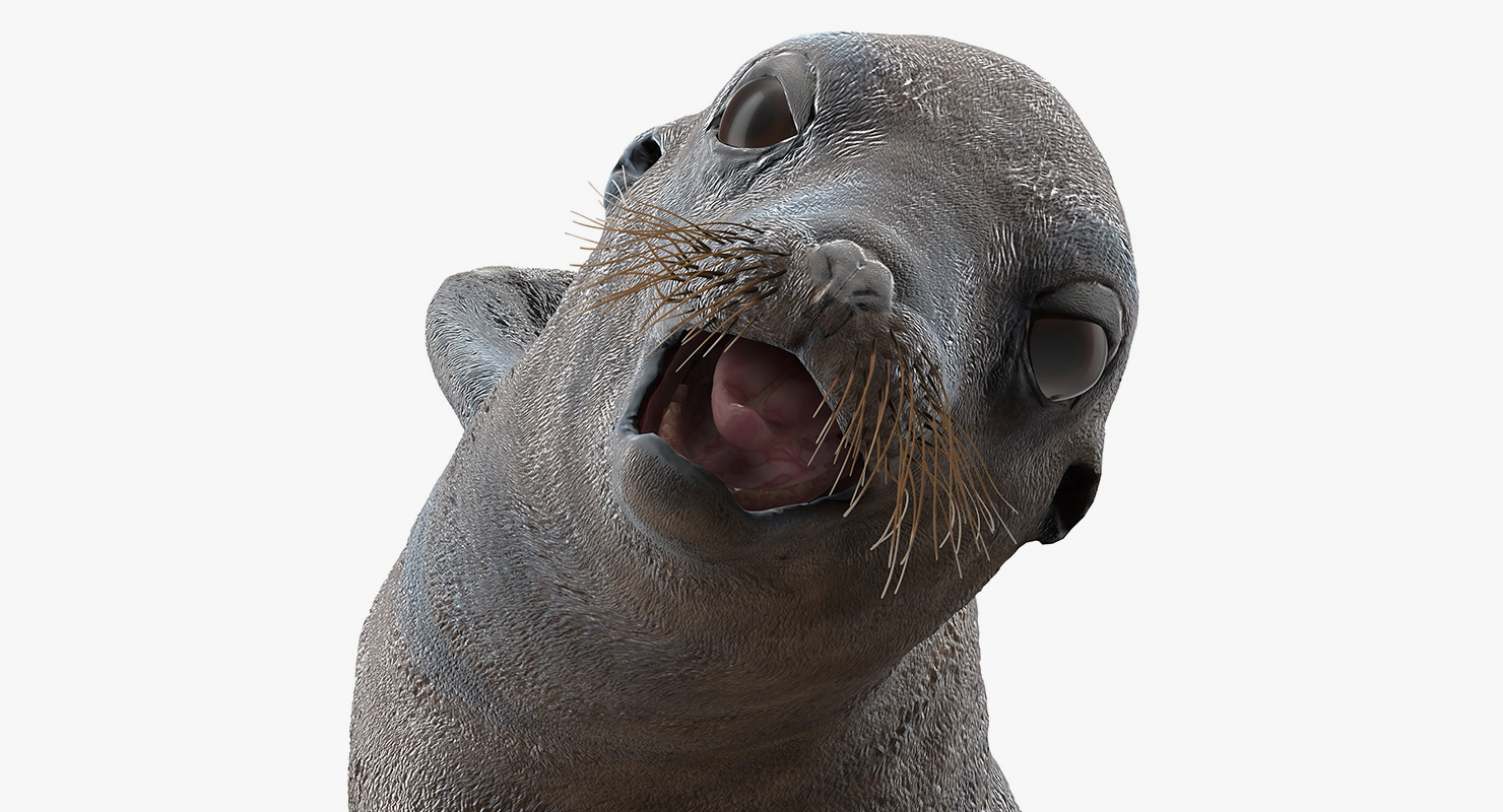 Sea Lion Wet Rigged 3D model