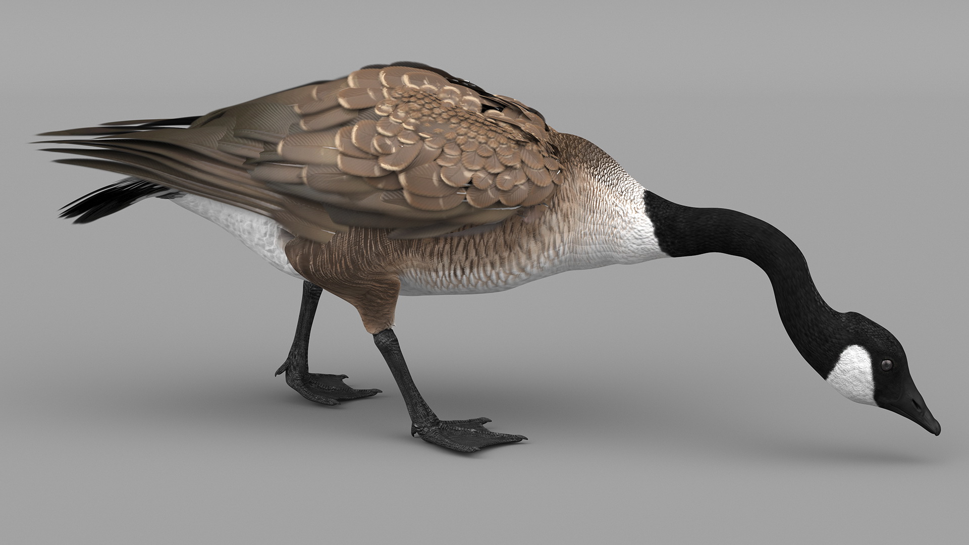 Large Wild Goose Walking Pose 3D model