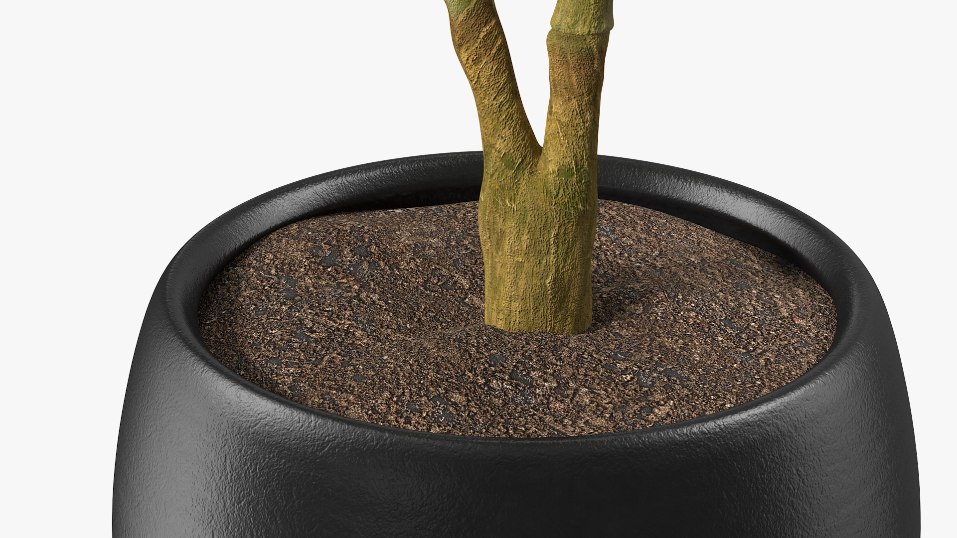 Rubber Tree Plant in Pot 3D model