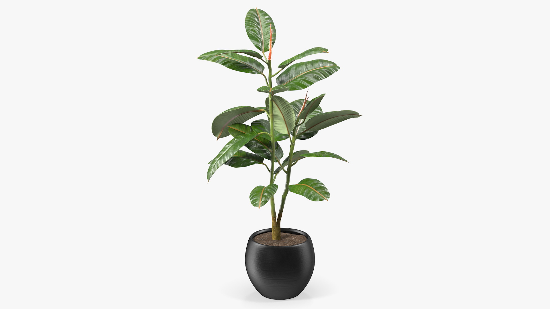 Rubber Tree Plant in Pot 3D model