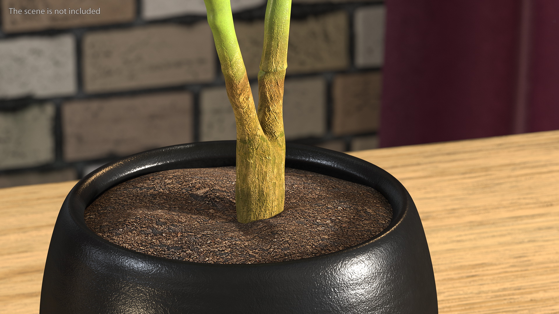 Rubber Tree Plant in Pot 3D model