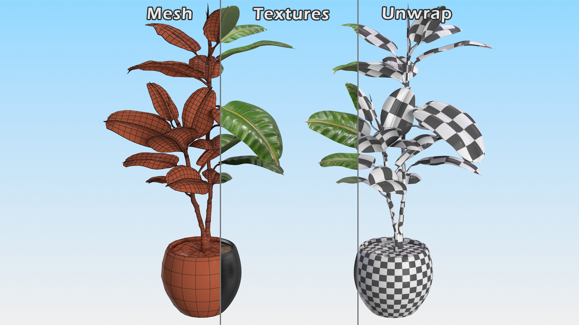 Rubber Tree Plant in Pot 3D model