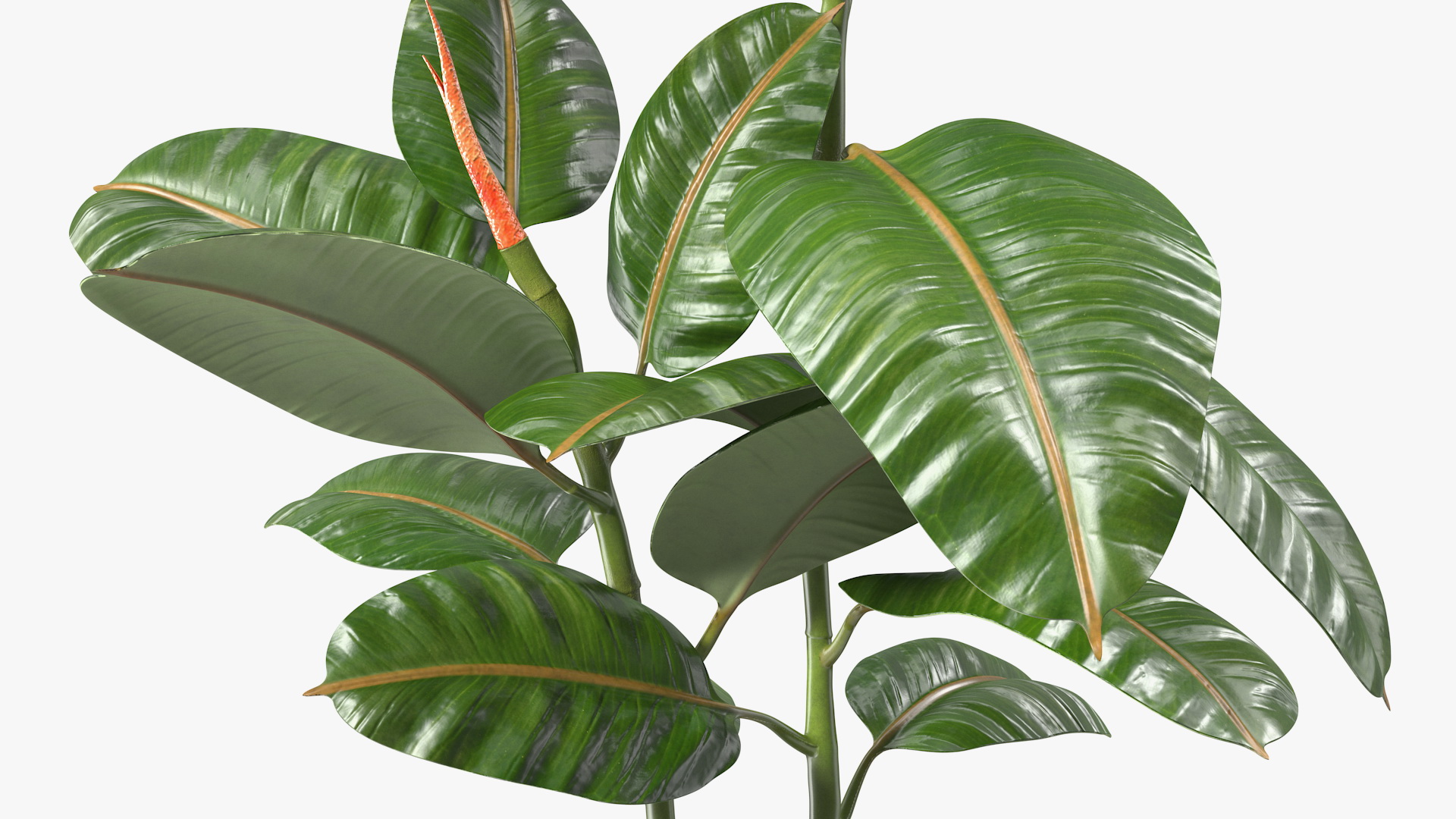 Rubber Tree Plant in Pot 3D model