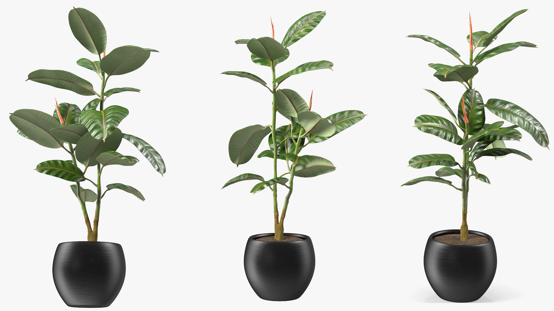 Rubber Tree Plant in Pot 3D model