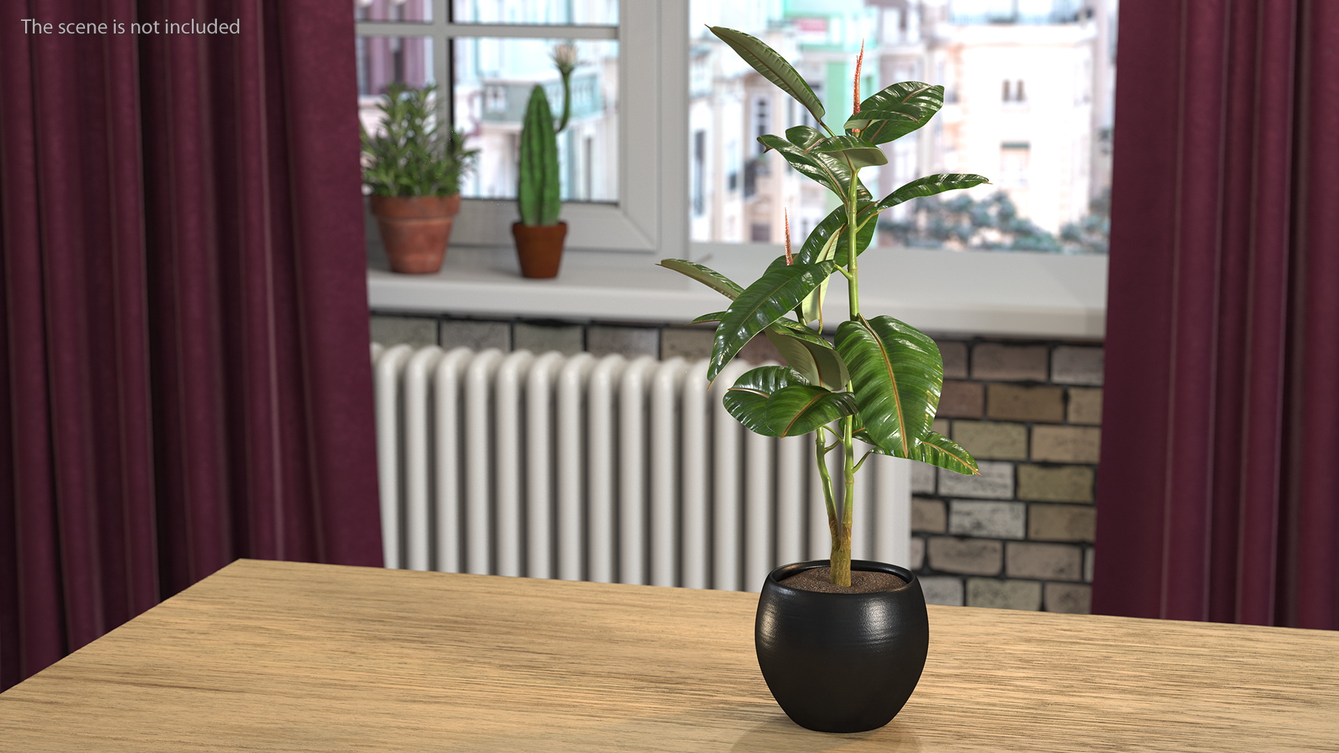 Rubber Tree Plant in Pot 3D model