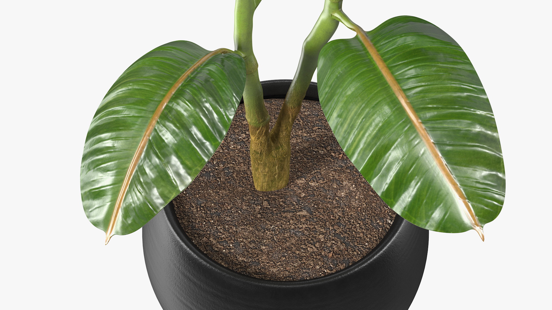 Rubber Tree Plant in Pot 3D model