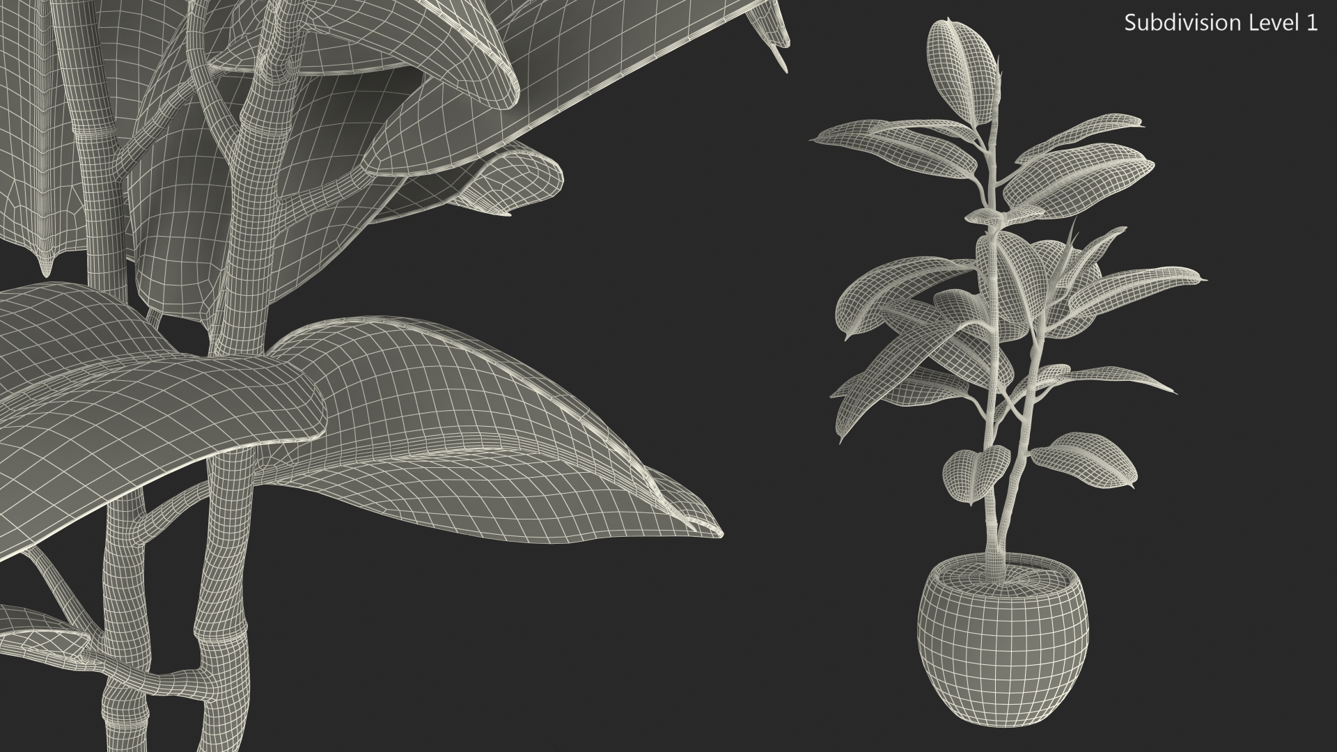 Rubber Tree Plant in Pot 3D model