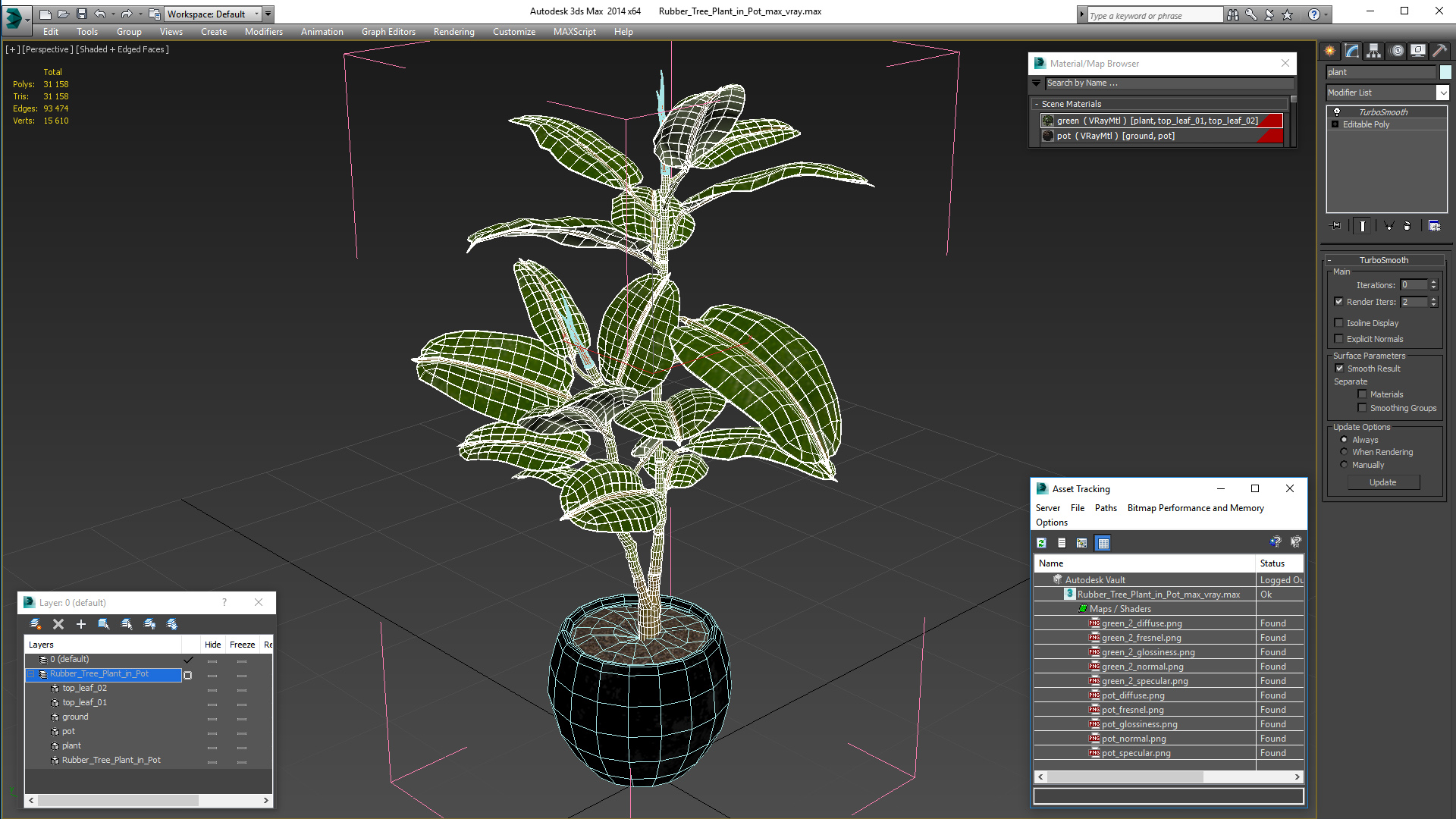 Rubber Tree Plant in Pot 3D model