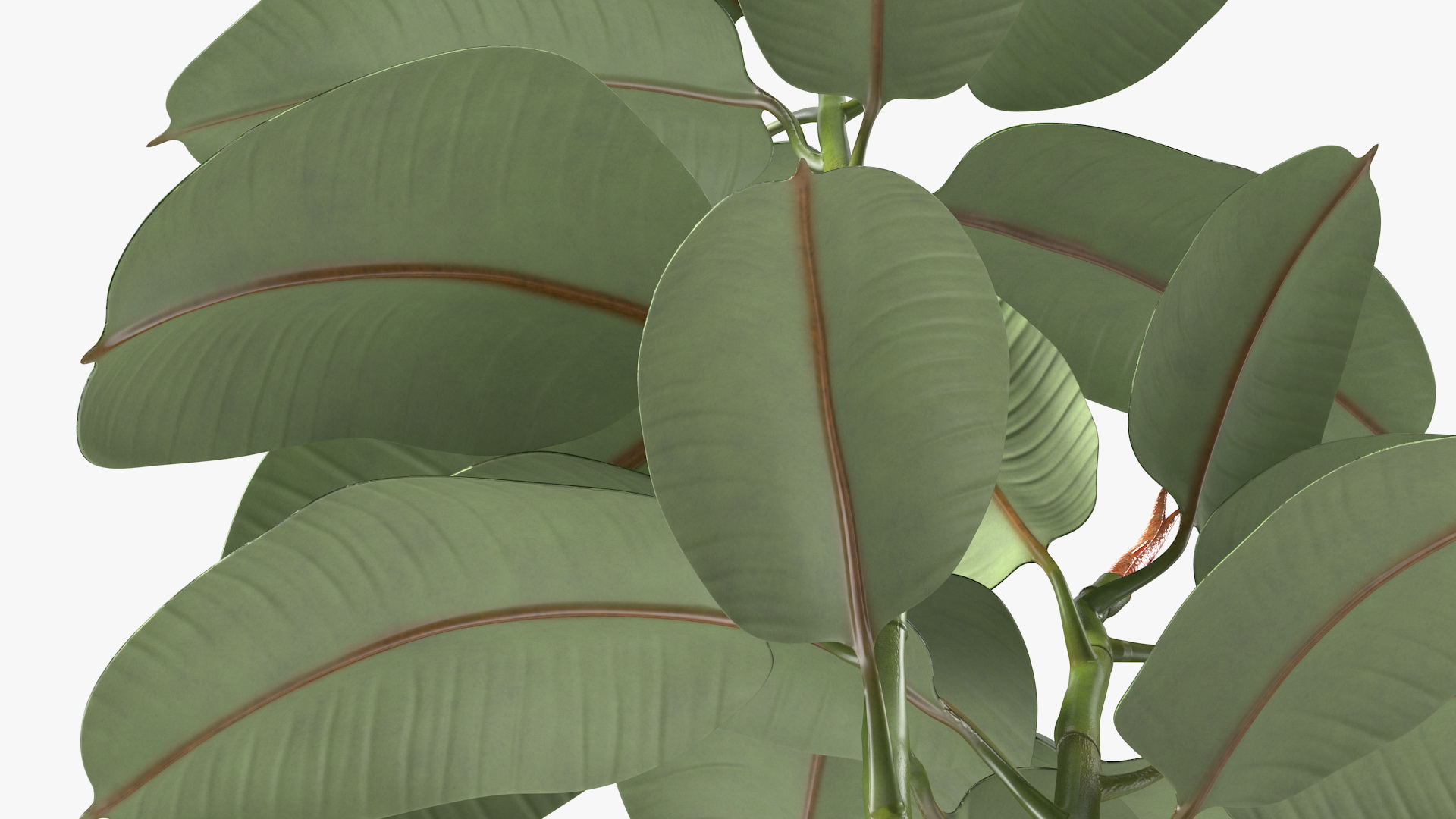 Rubber Tree Plant in Pot 3D model