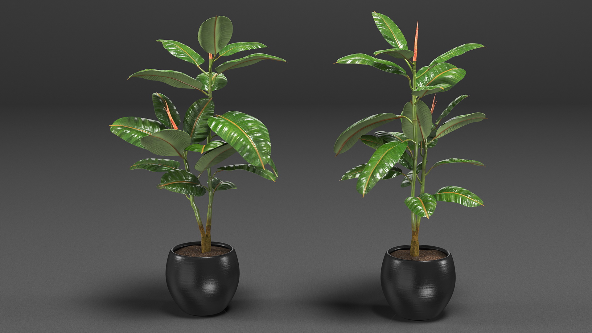 Rubber Tree Plant in Pot 3D model