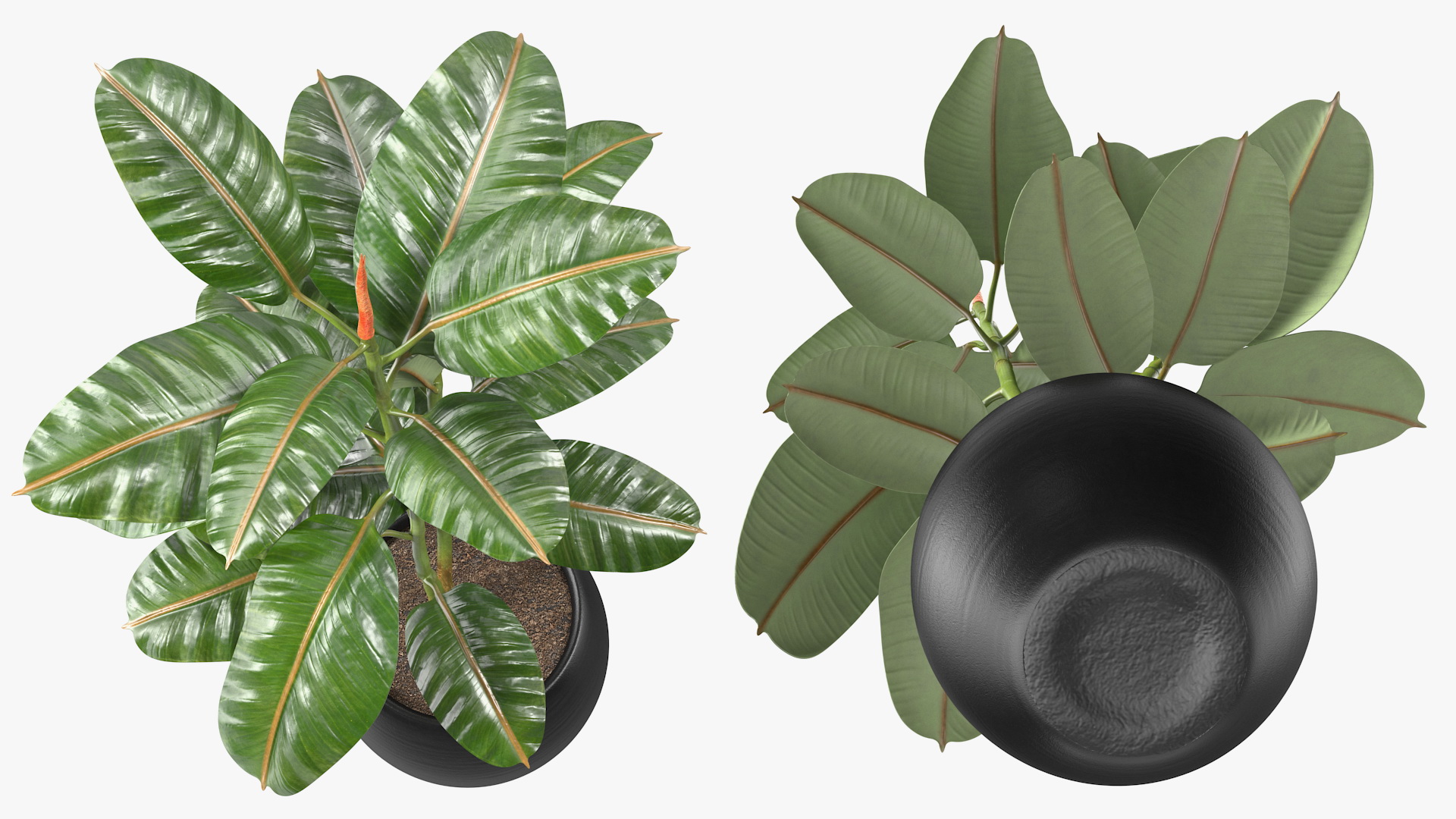 Rubber Tree Plant in Pot 3D model