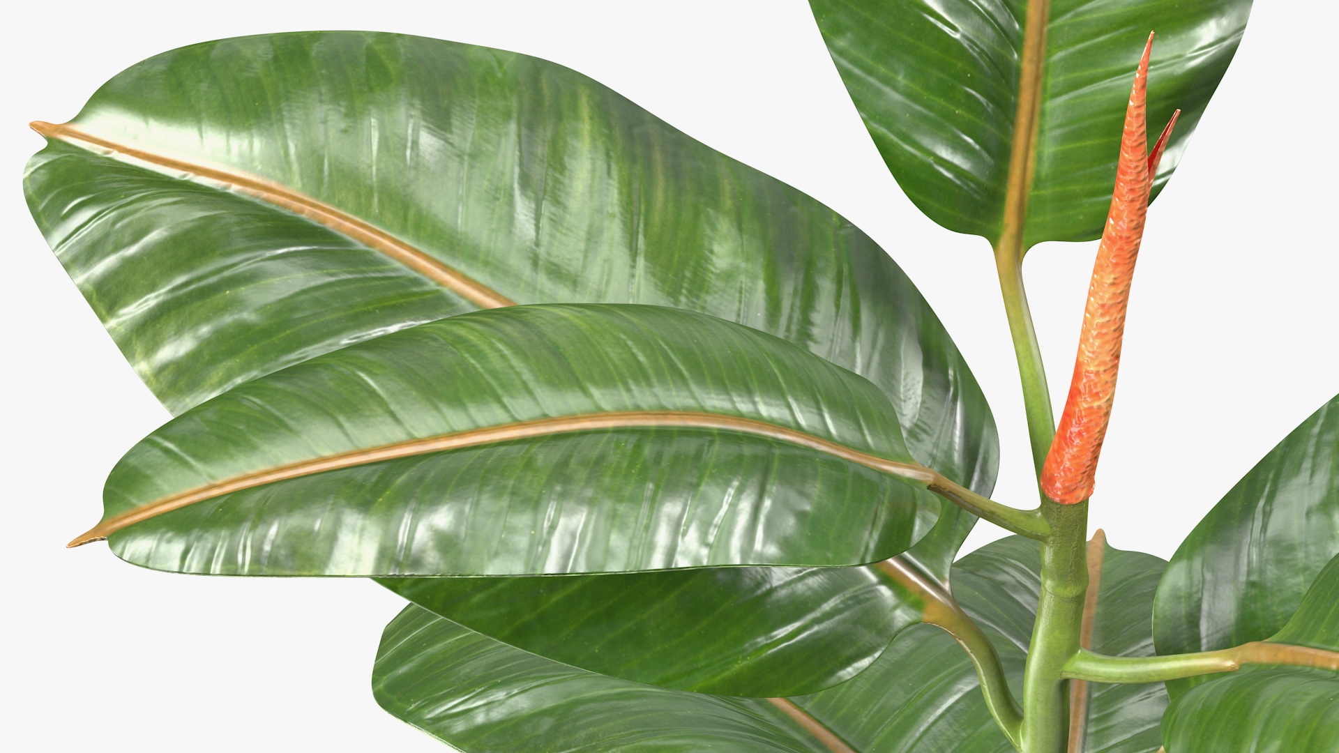 Rubber Tree Plant in Pot 3D model