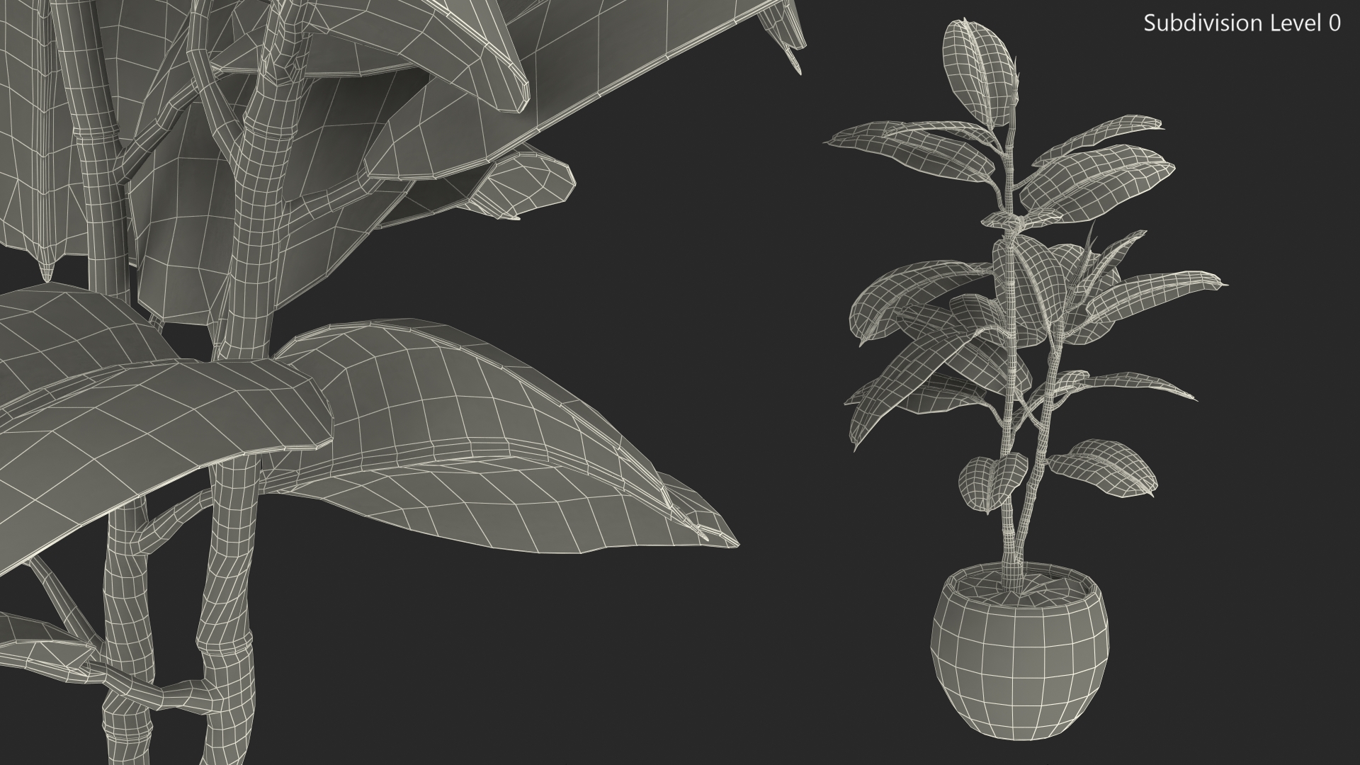 Rubber Tree Plant in Pot 3D model