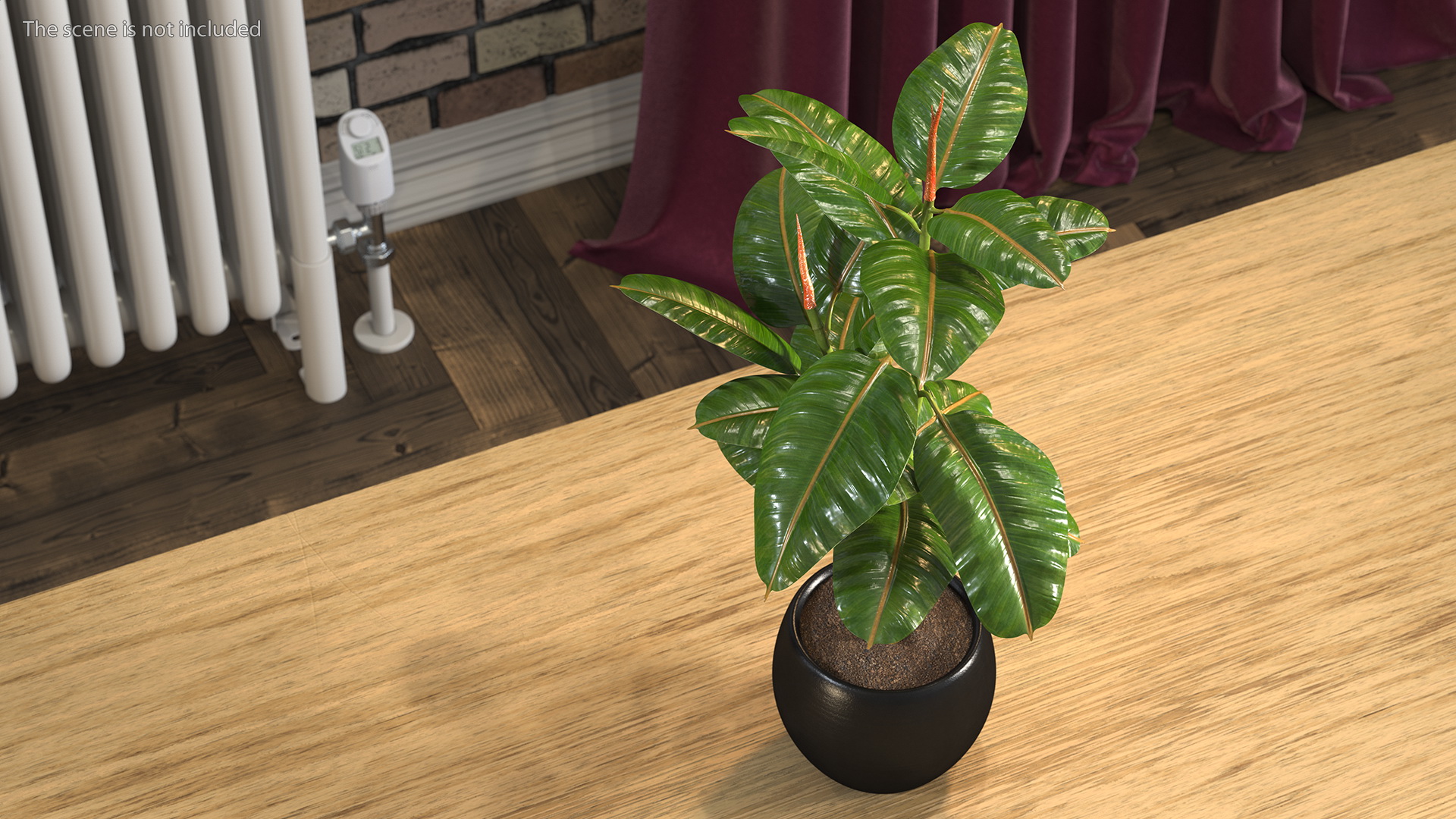 Rubber Tree Plant in Pot 3D model