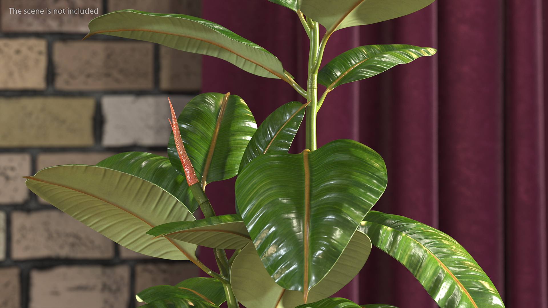 Rubber Tree Plant in Pot 3D model