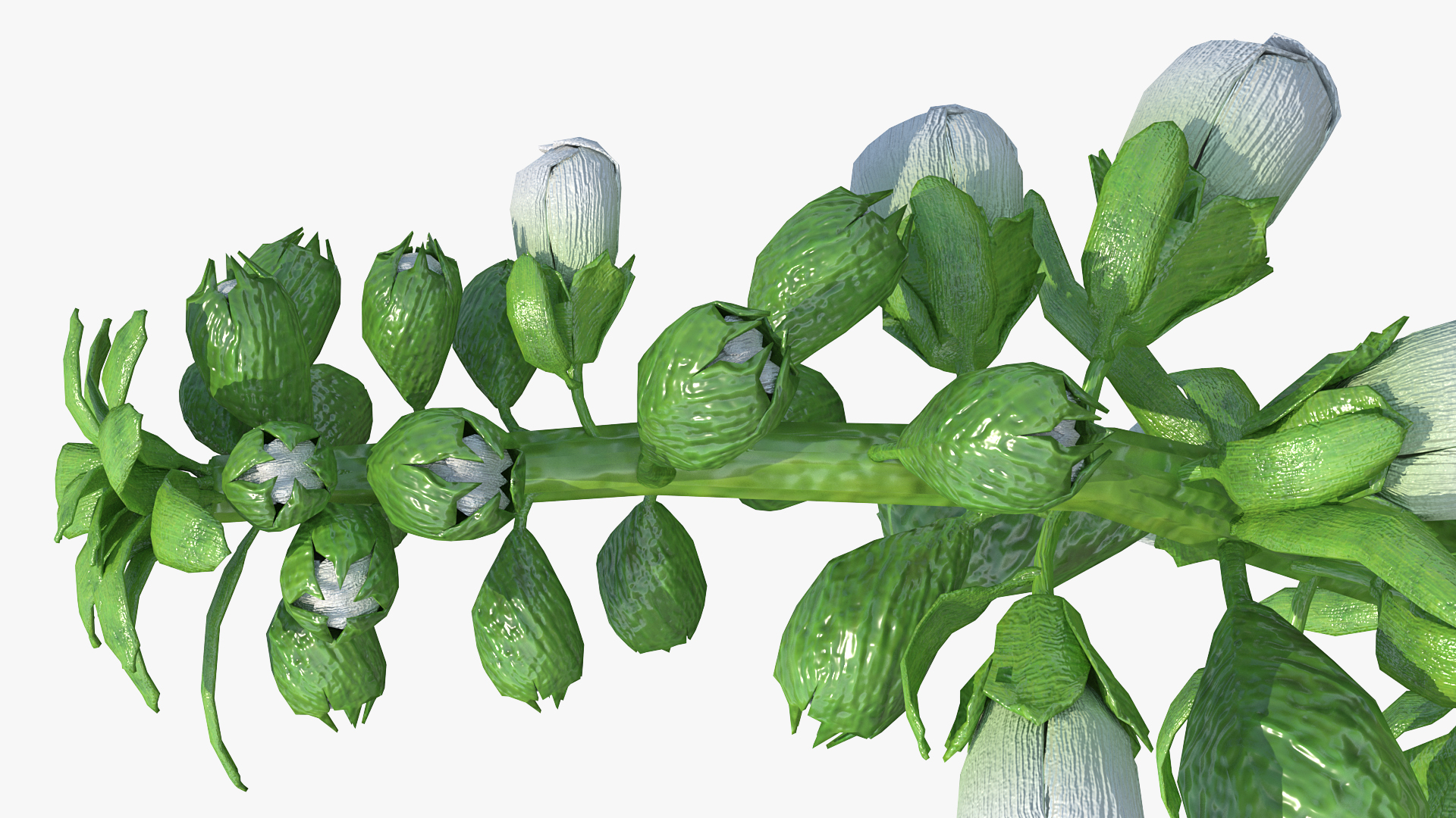 White Foxglove Stem 3D model