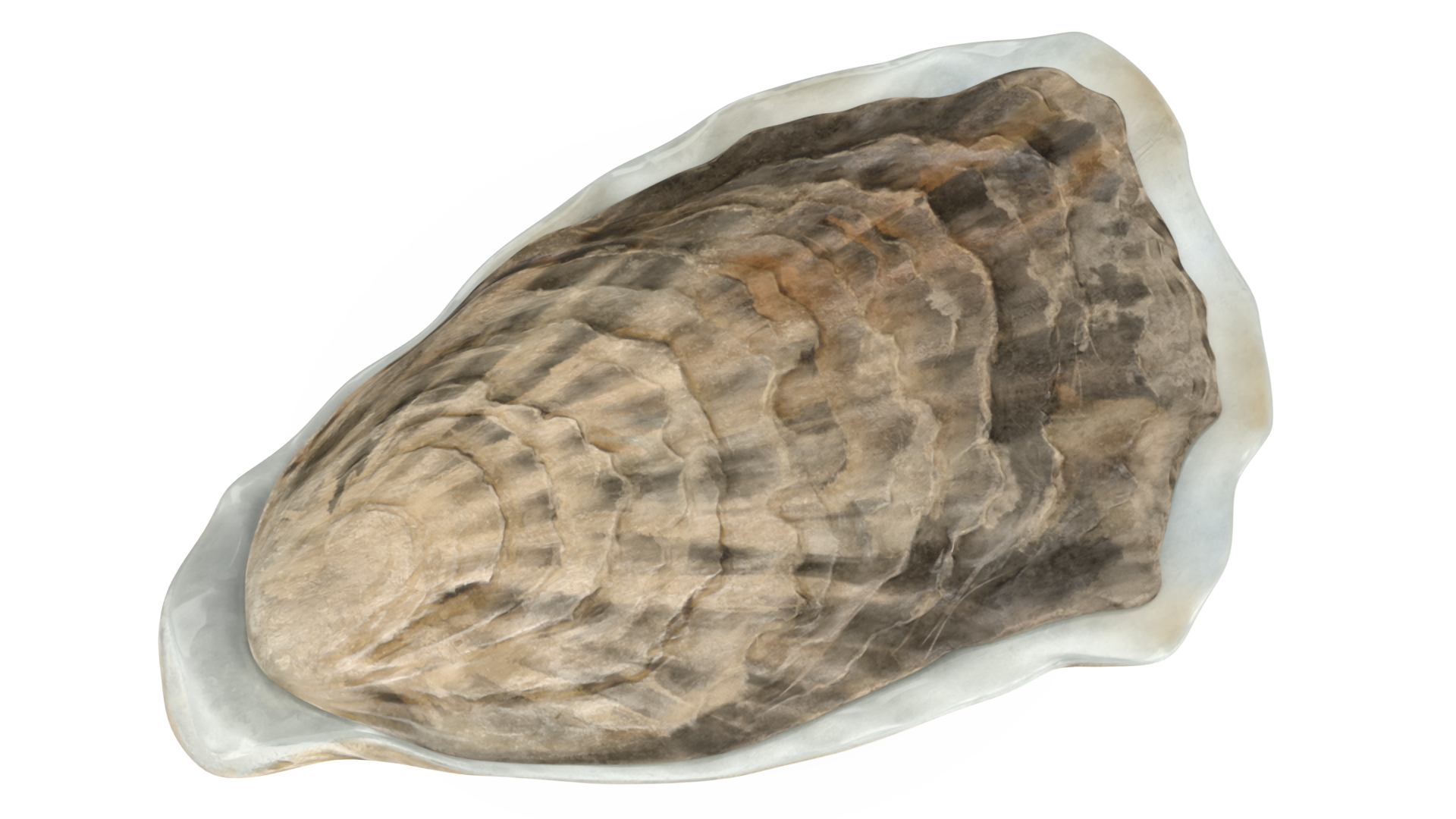 3D Closed Oyster model