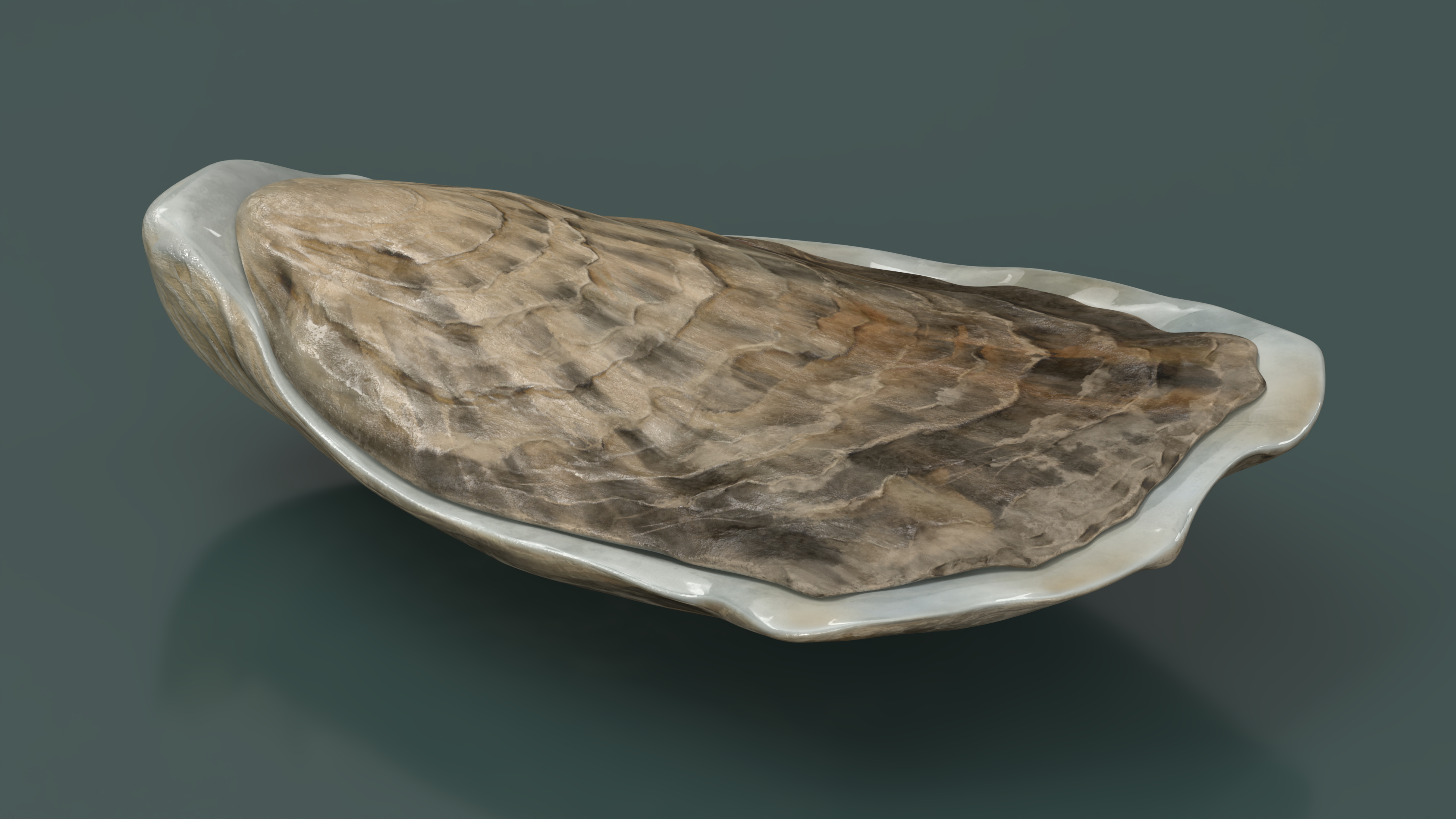 3D Closed Oyster model