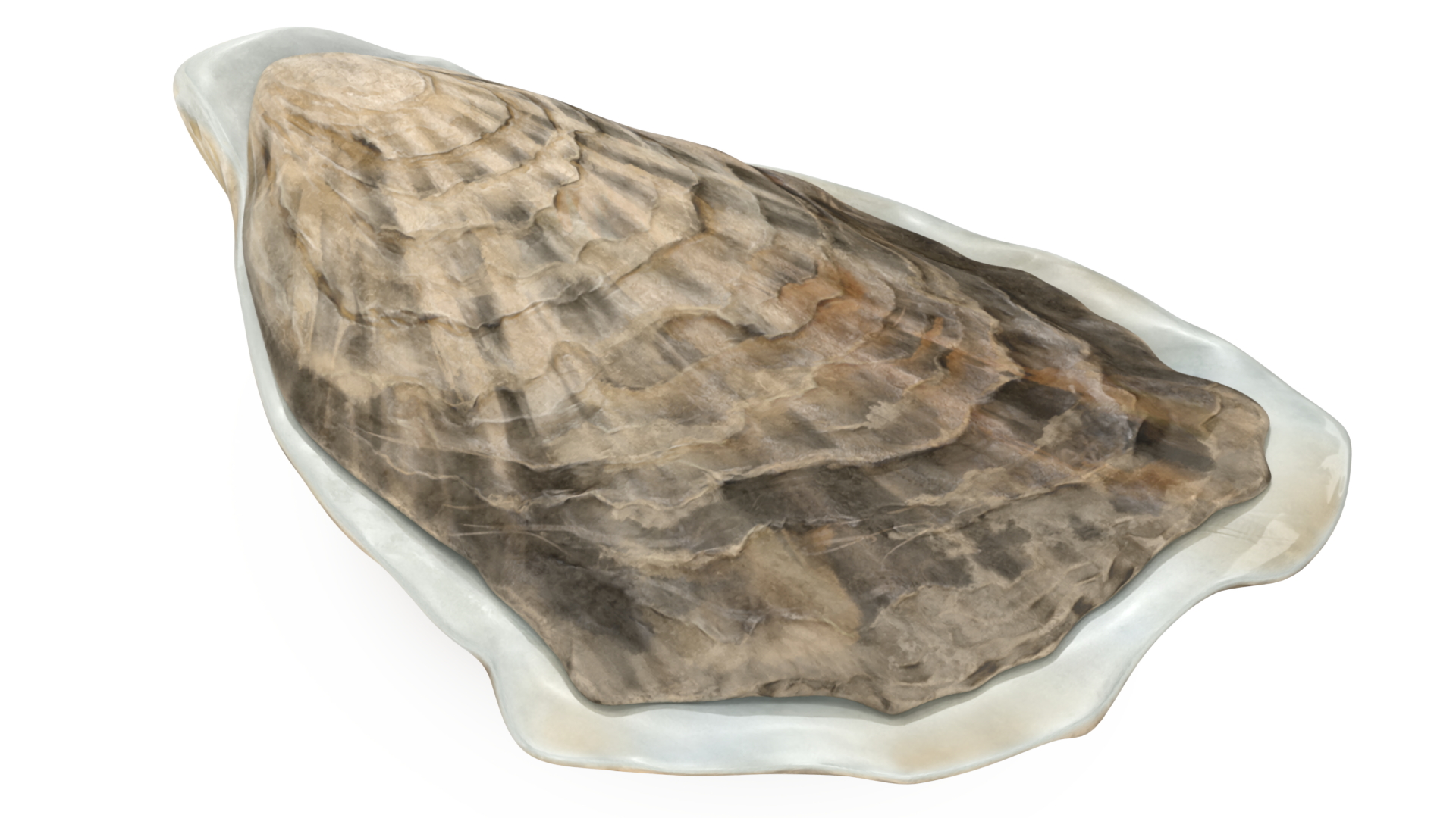 3D Closed Oyster model