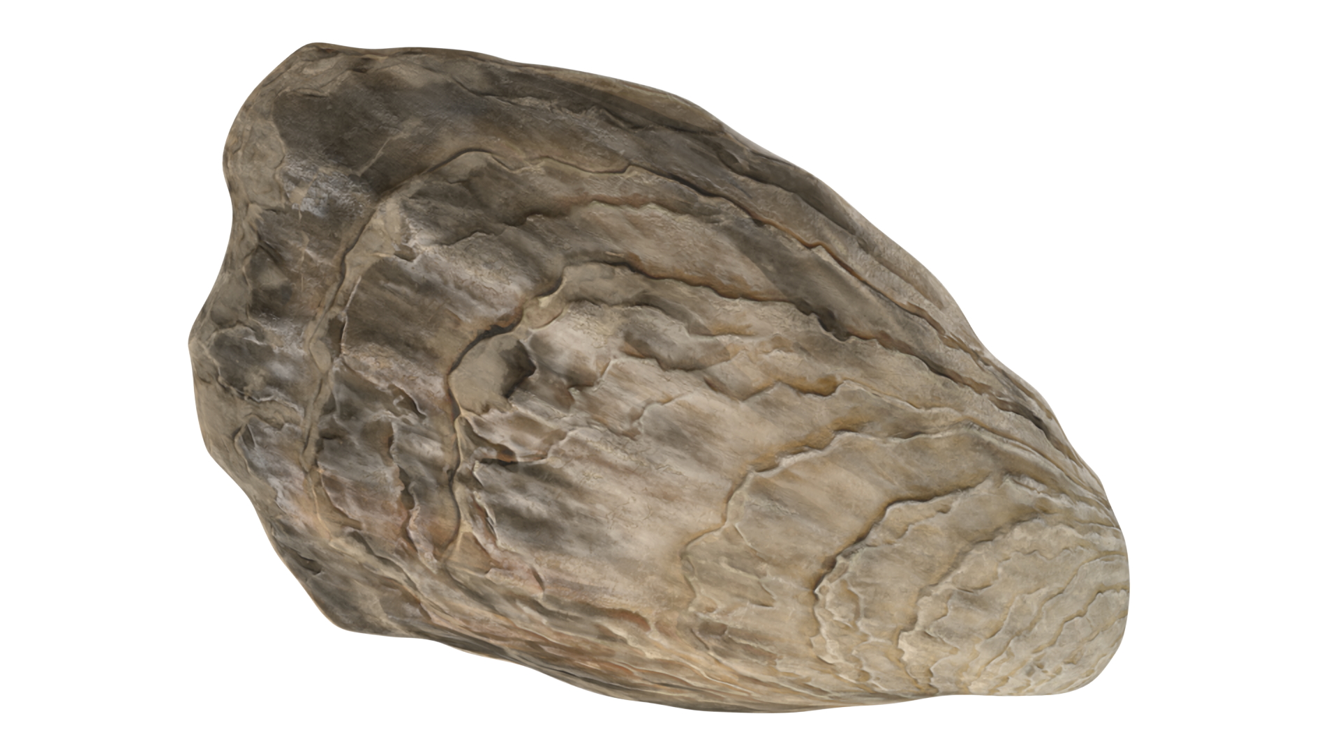 3D Closed Oyster model