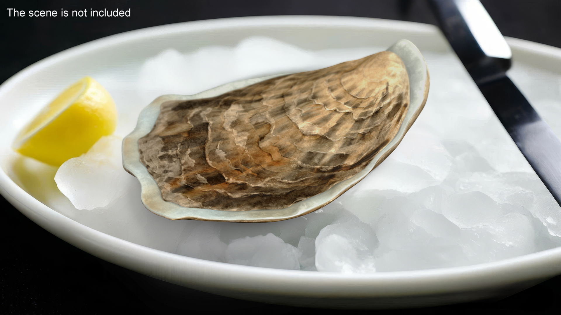 3D Closed Oyster model