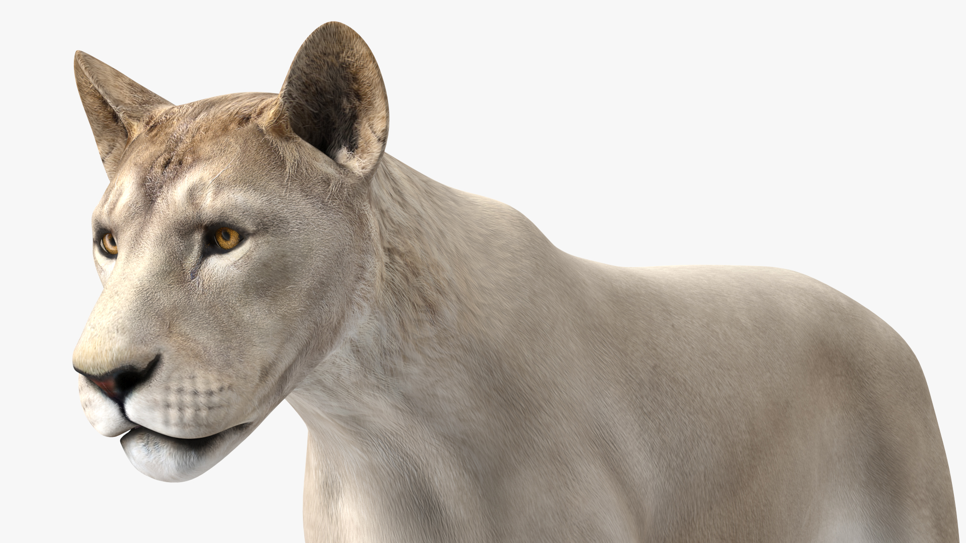 3D White Young Lion