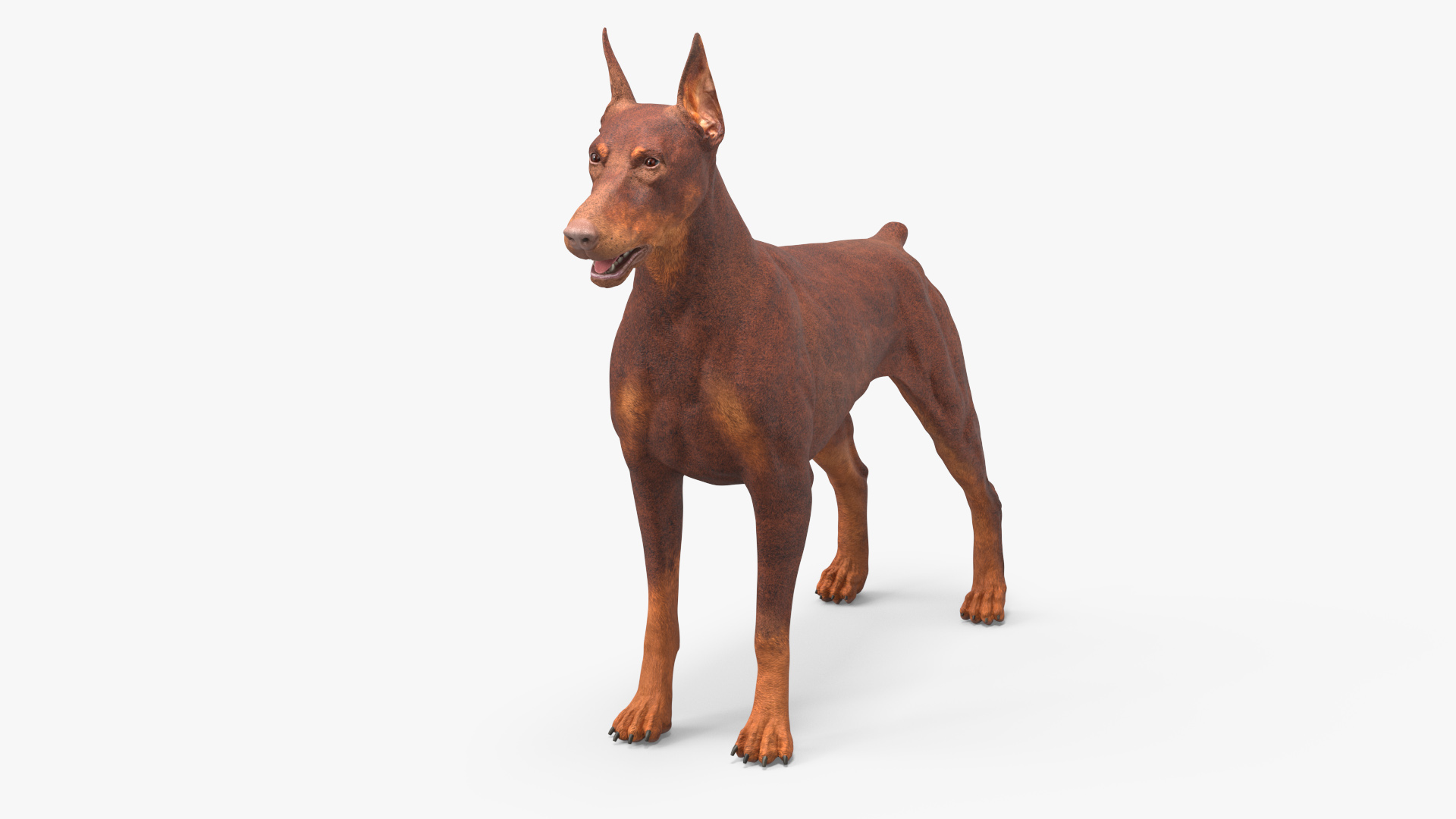 3D Doberman Dog Brown model