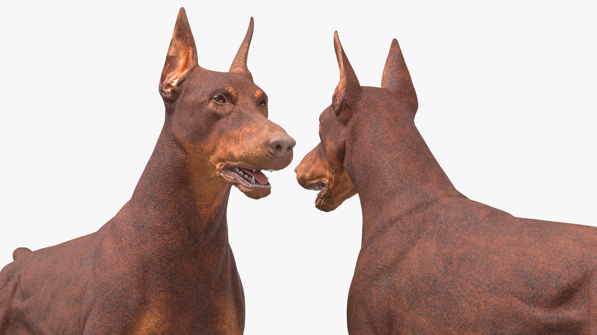 3D Doberman Dog Brown model