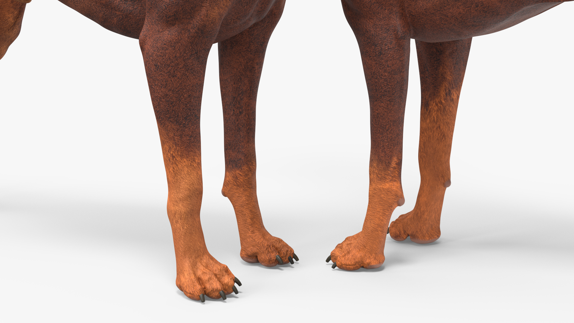 3D Doberman Dog Brown model