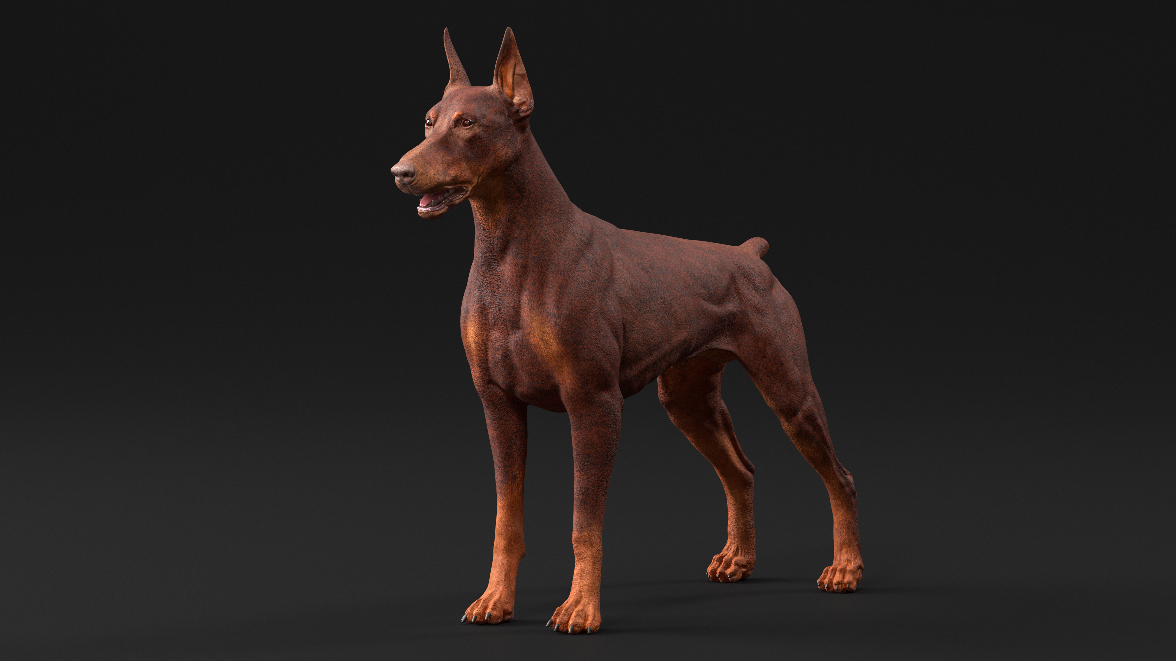 3D Doberman Dog Brown model