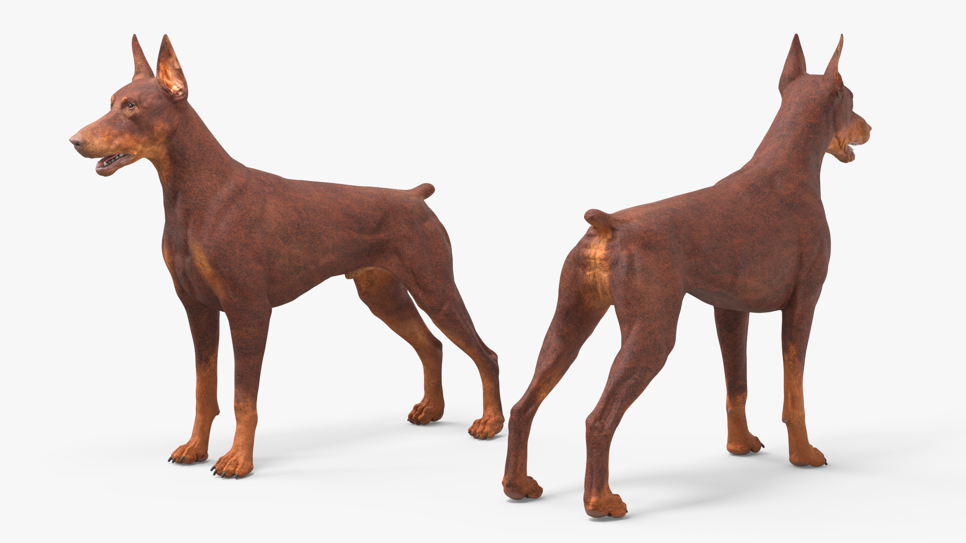 3D Doberman Dog Brown model