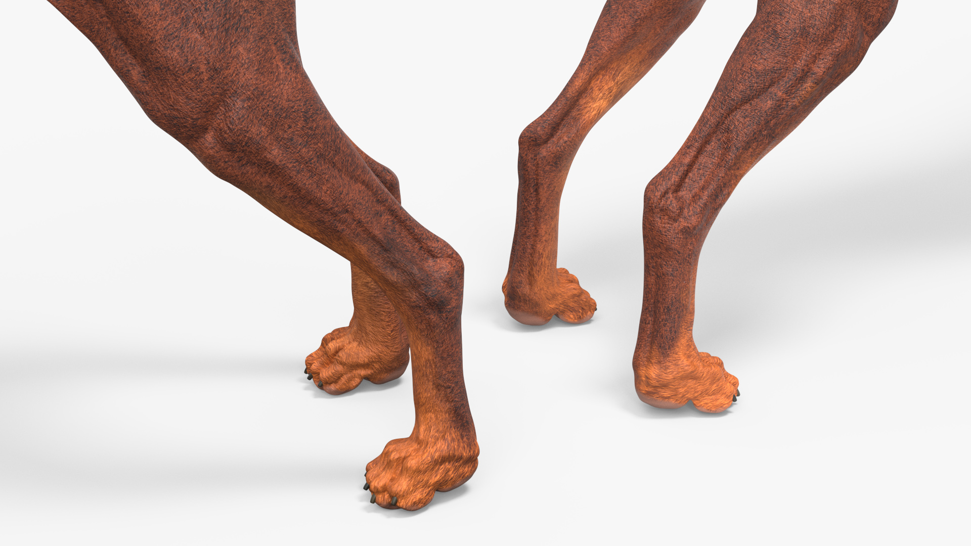 3D Doberman Dog Brown model