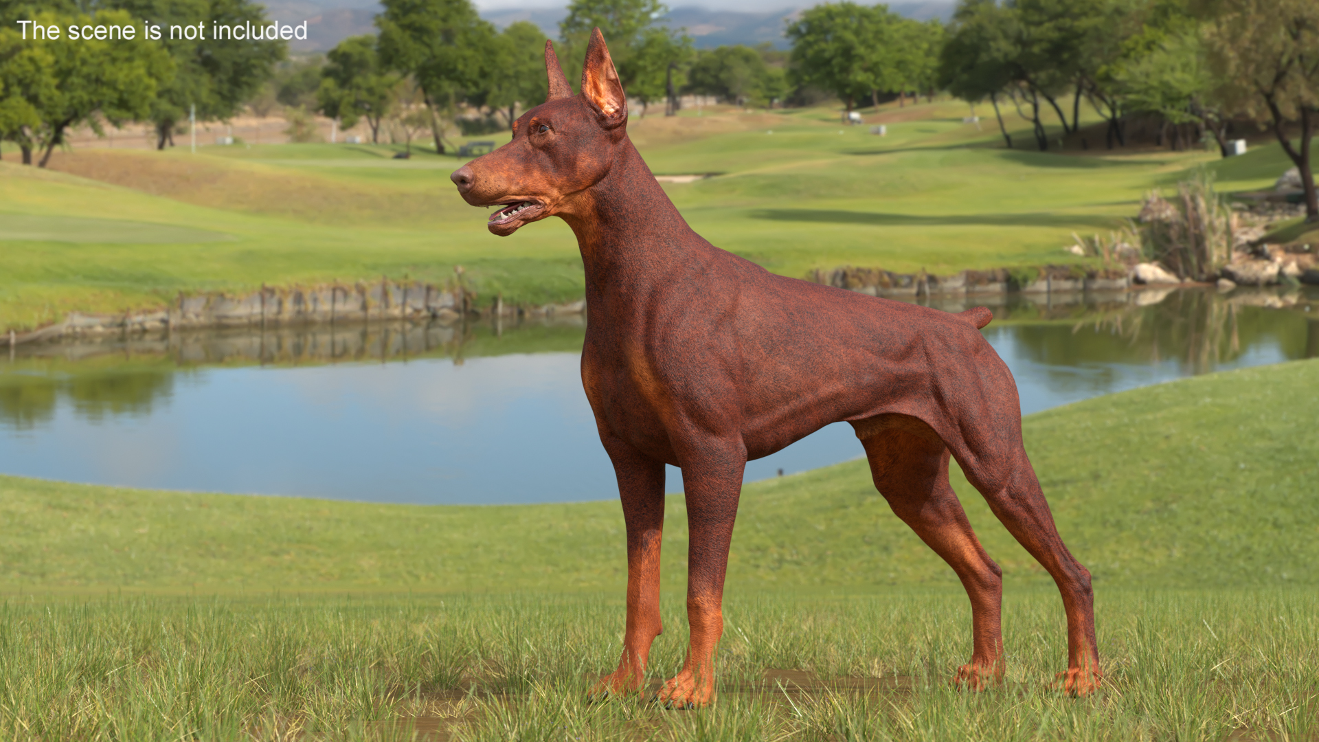 3D Doberman Dog Brown model