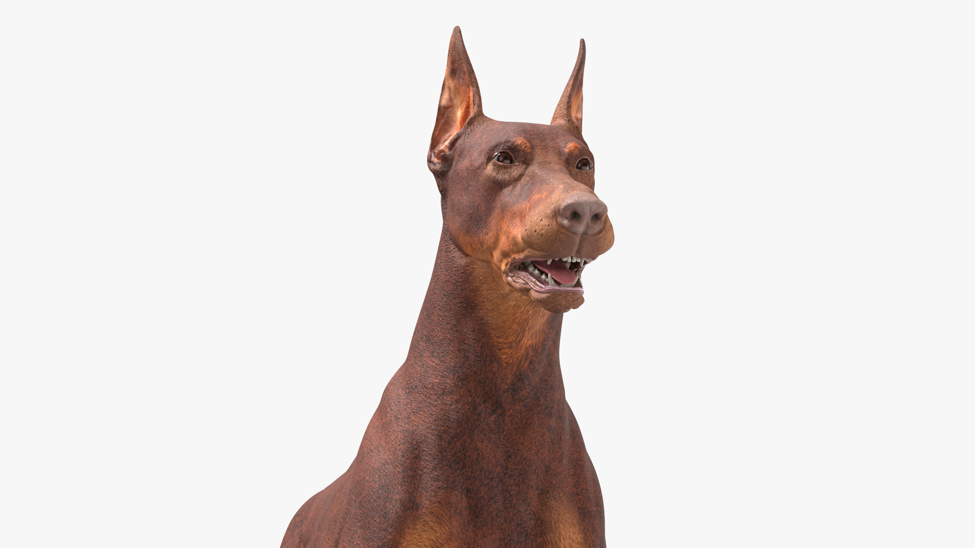 3D Doberman Dog Brown model