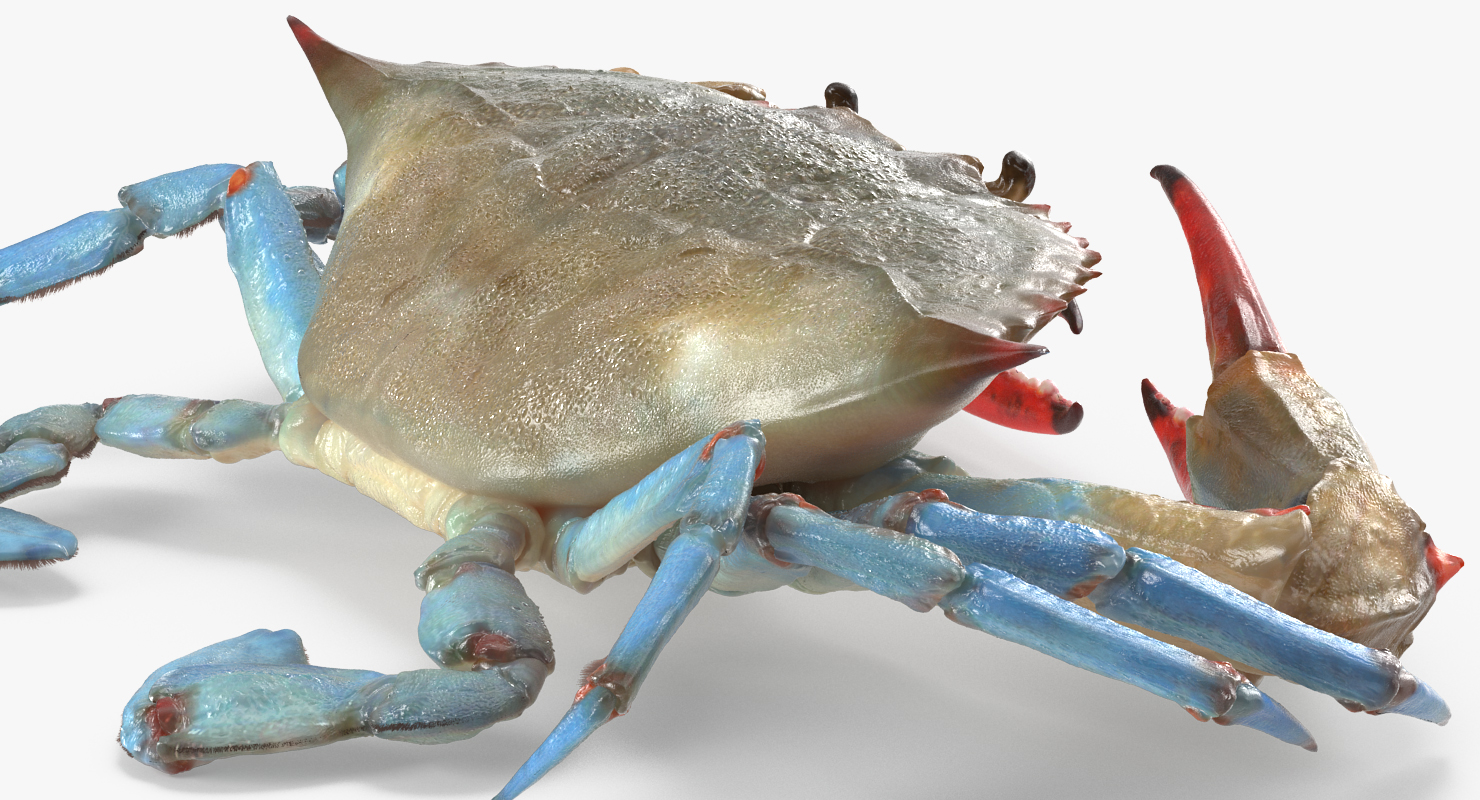 3D model Chesapeake Blue Crab