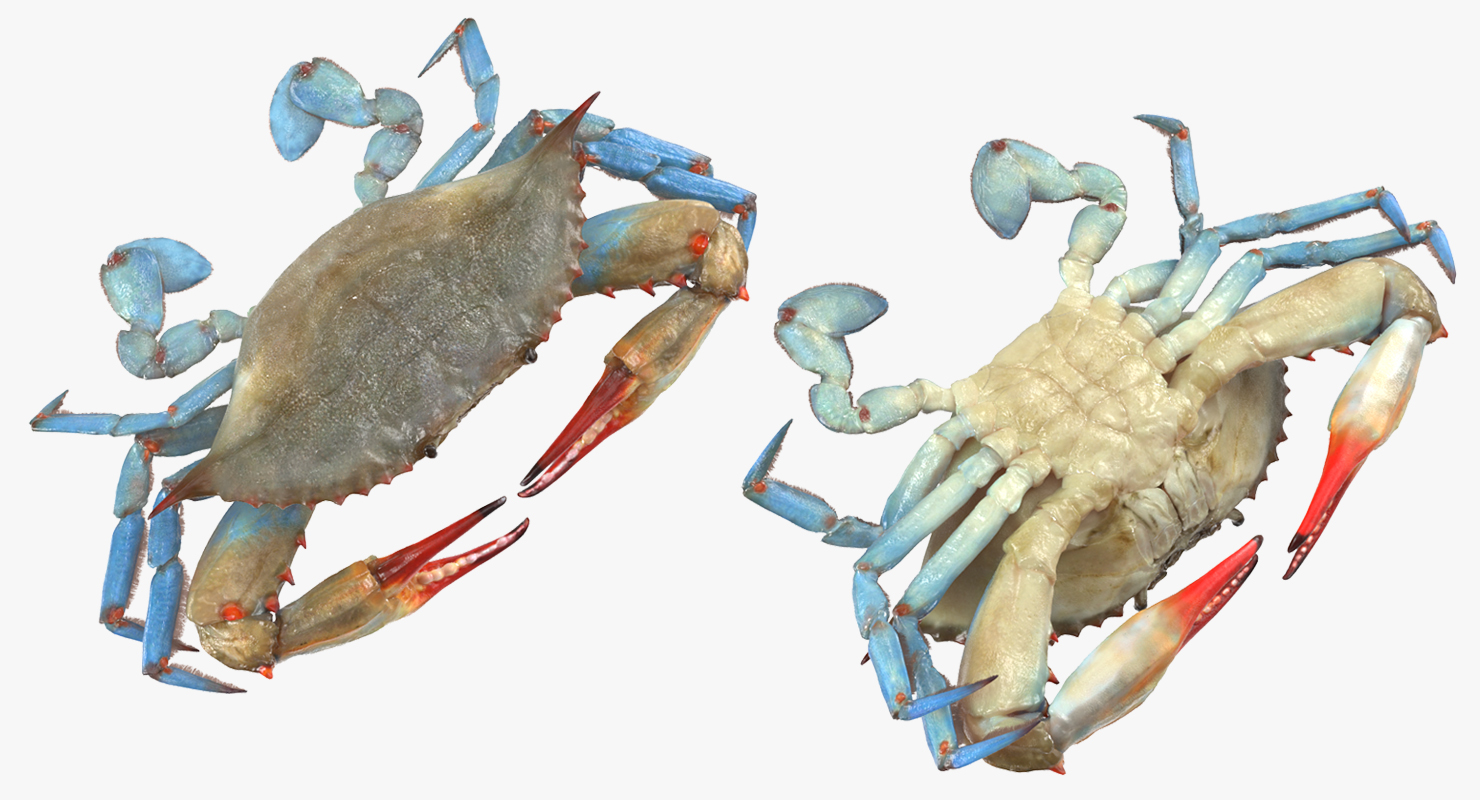 3D model Chesapeake Blue Crab