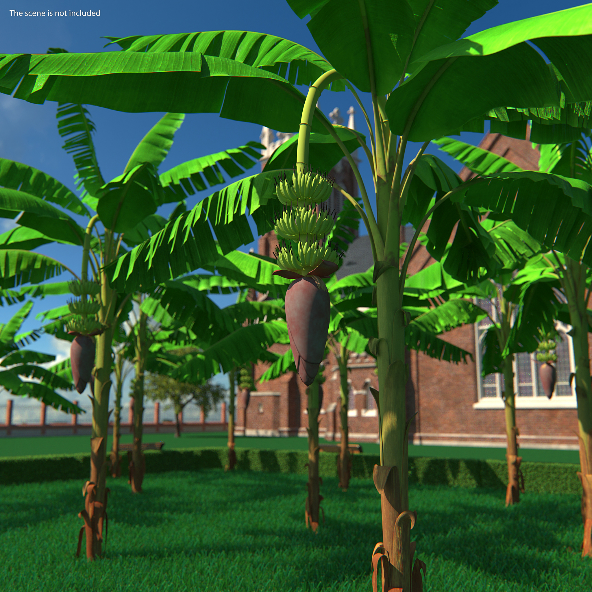 3D Blooming Banana Tree with Green Banana Cluster