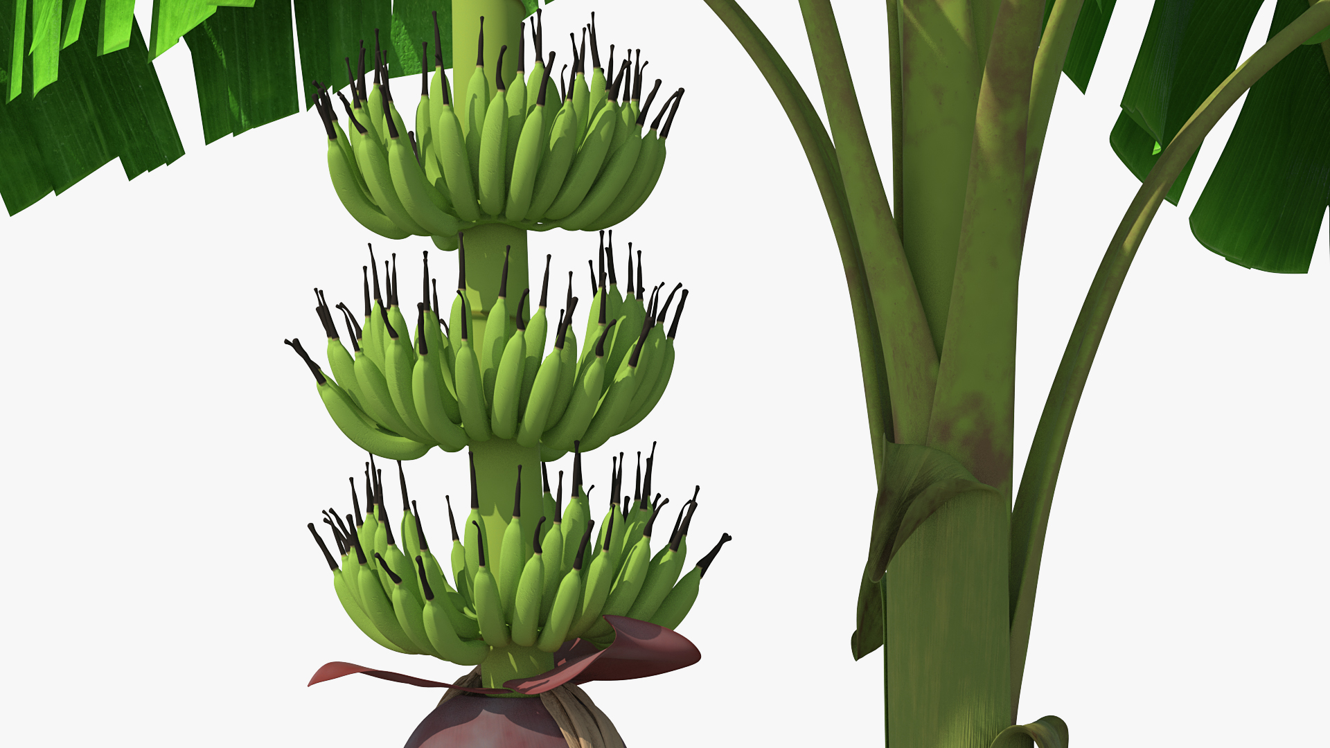 3D Blooming Banana Tree with Green Banana Cluster