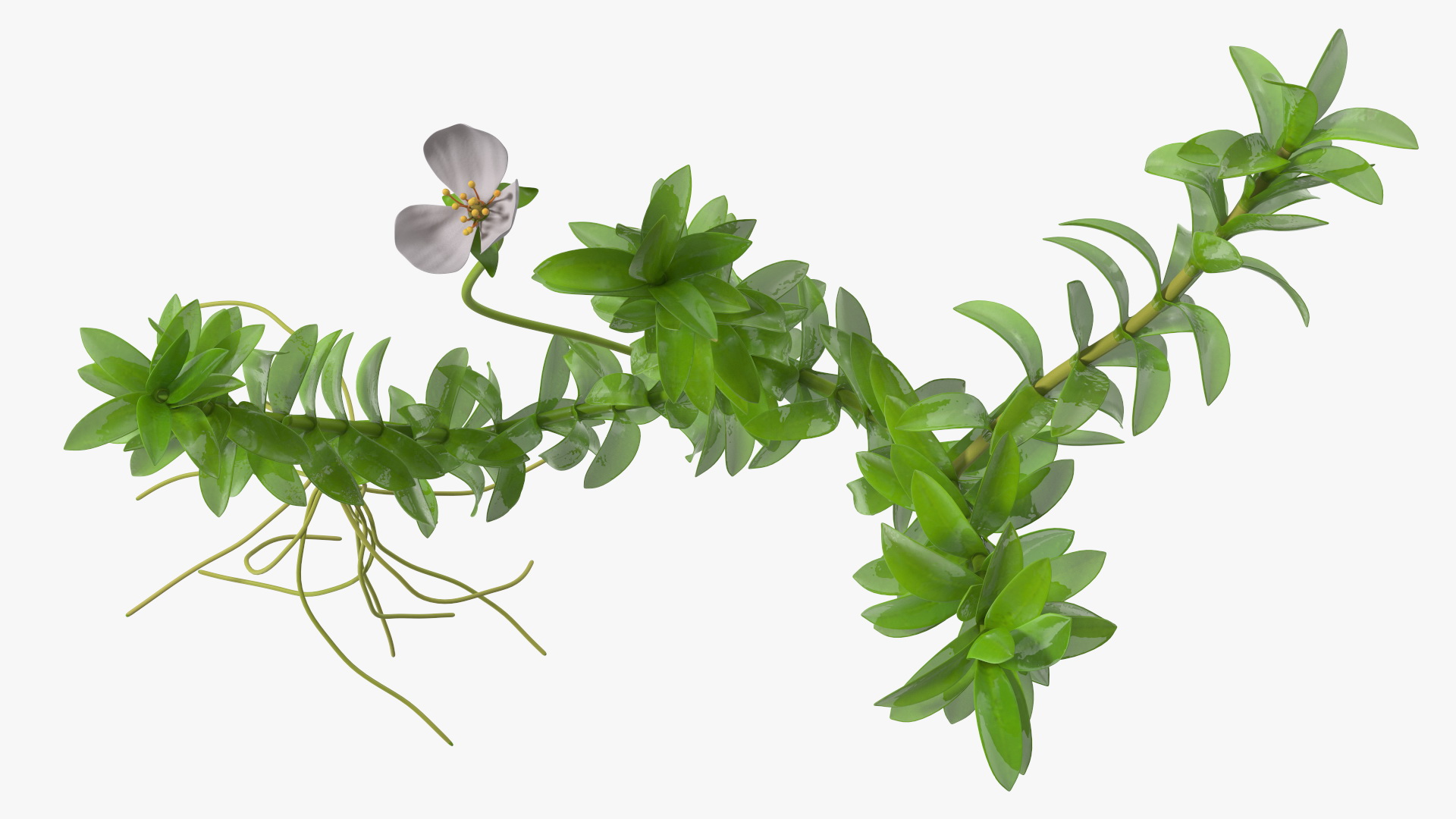 3D Elodea Plant Young model