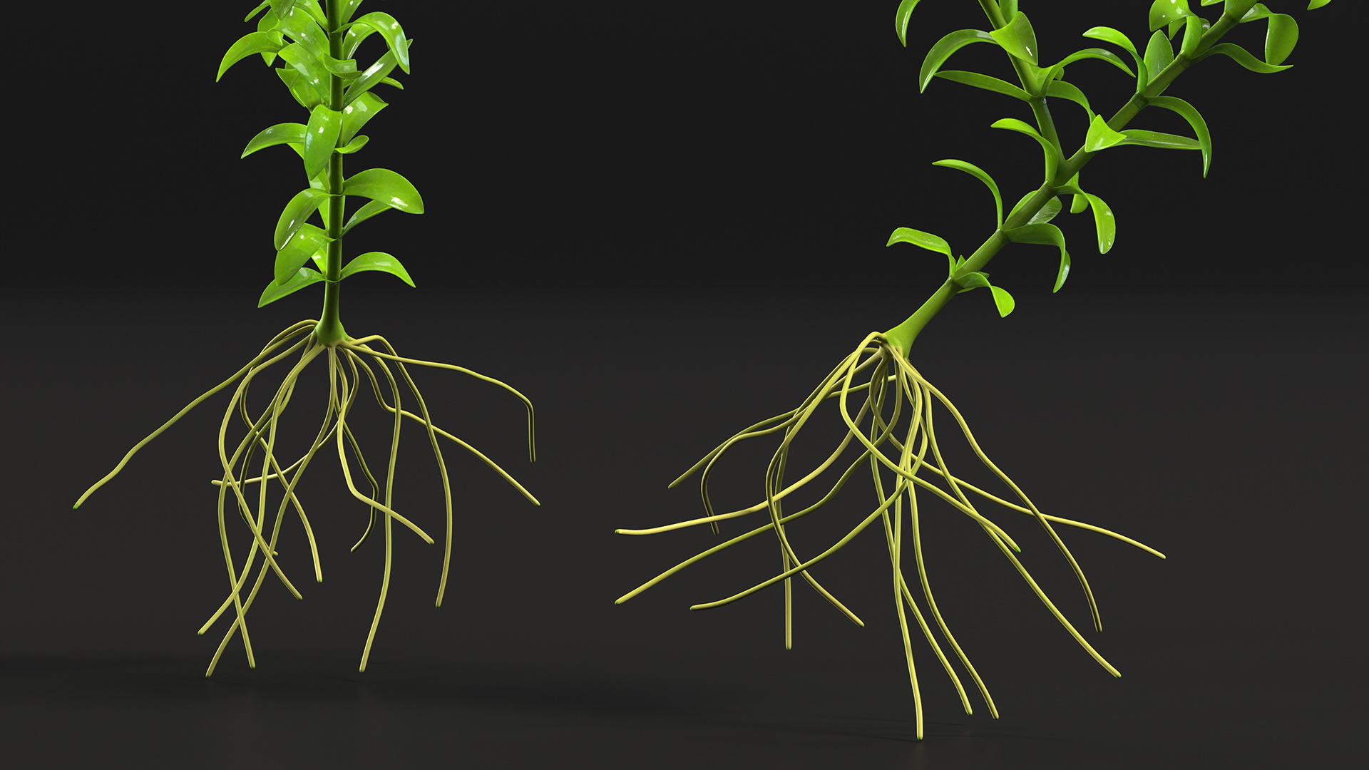 3D Elodea Plant Young model