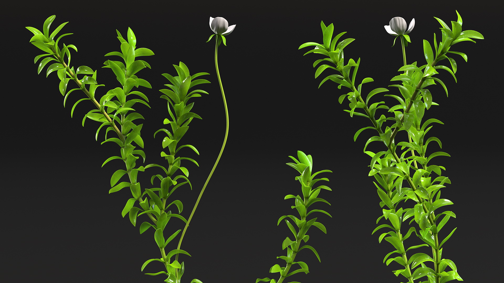 3D Elodea Plant Young model